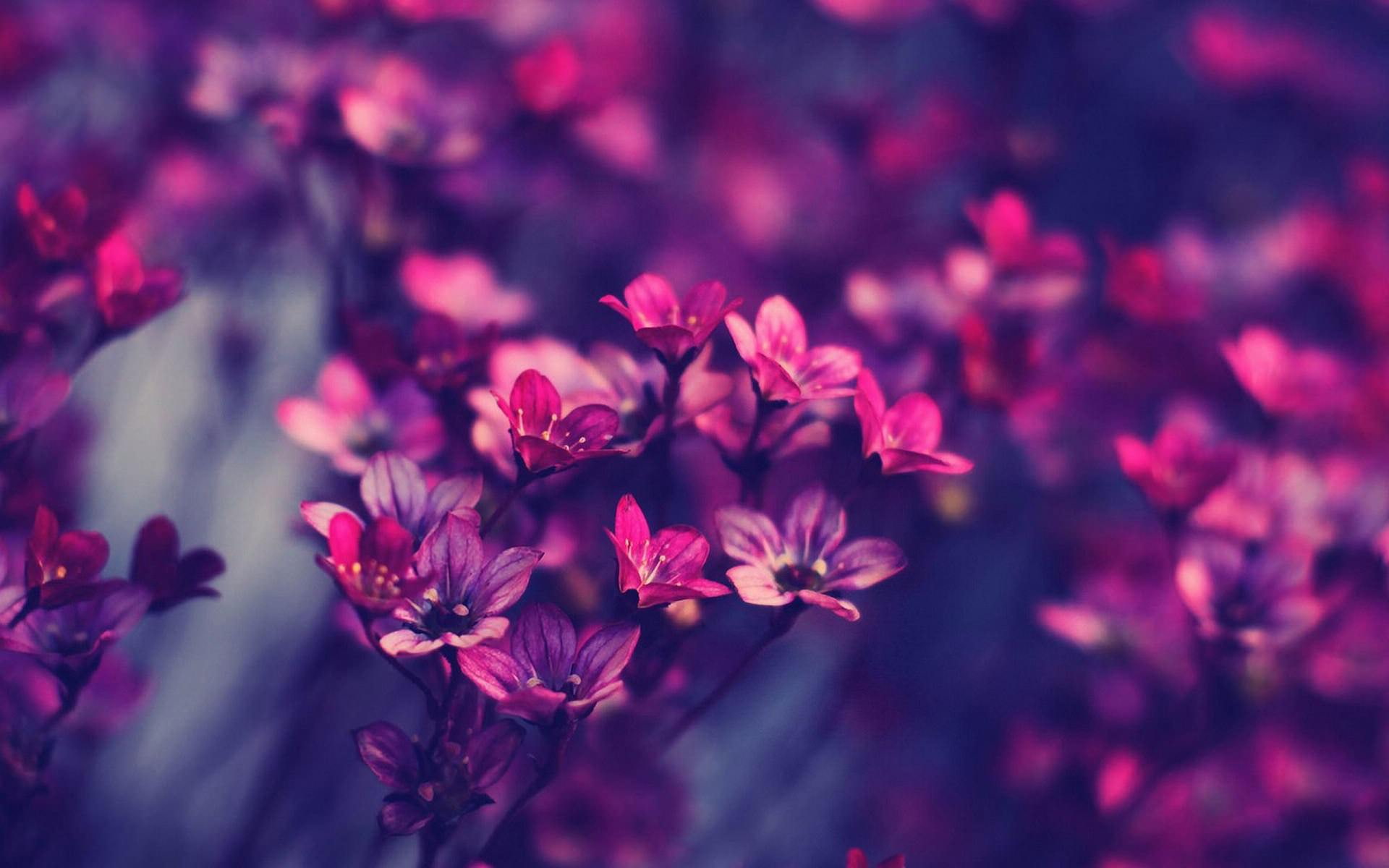 beauty in nature, no people, selective focus, plant, nature, pink color, petal, red, vulnerability, flowers, focus on foreground, inflorescence, flowerbed, HD Wallpaper