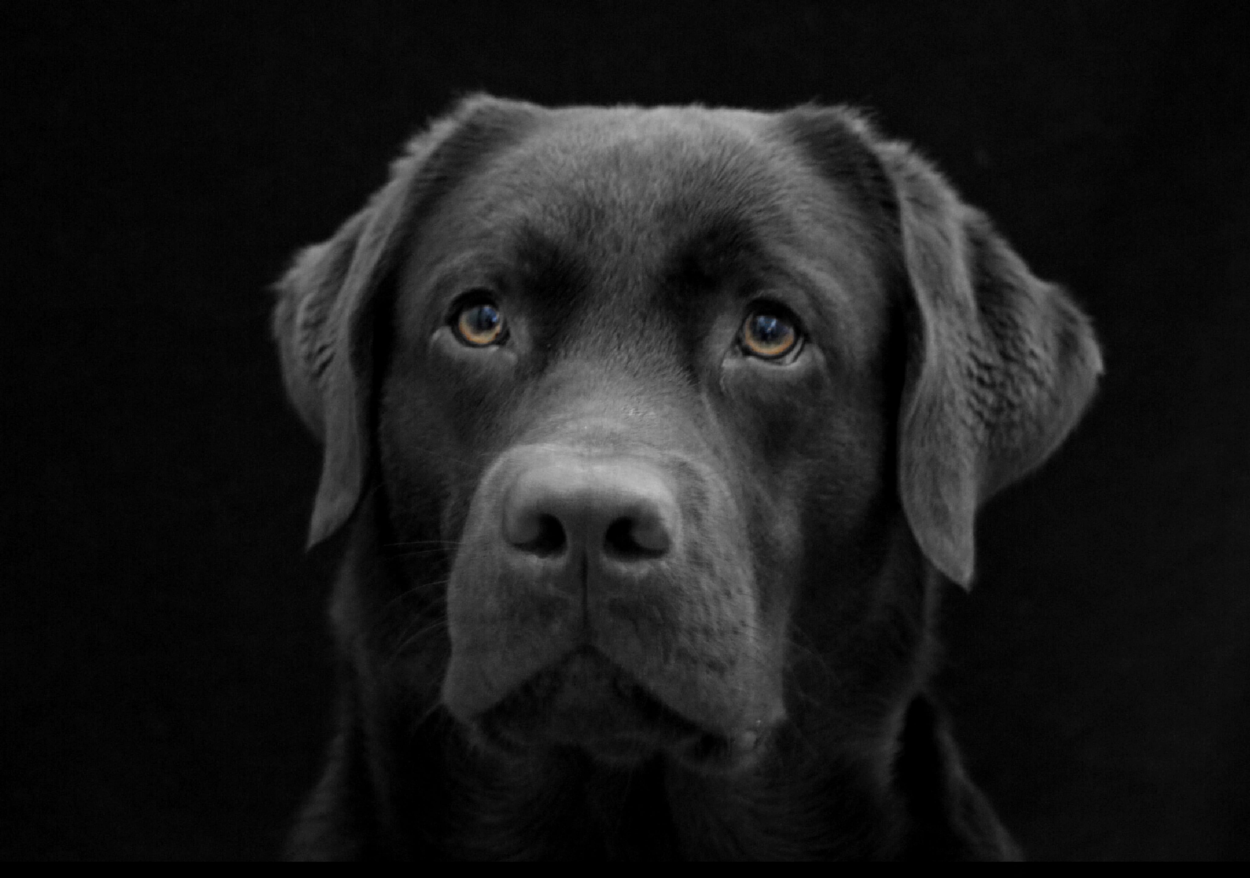 labrador, looking at camera, indoors, domestic, canine, one animal, portrait, black background, pets, animal, mammal, sad, closeup, retriever, animal nose, HD Wallpaper
