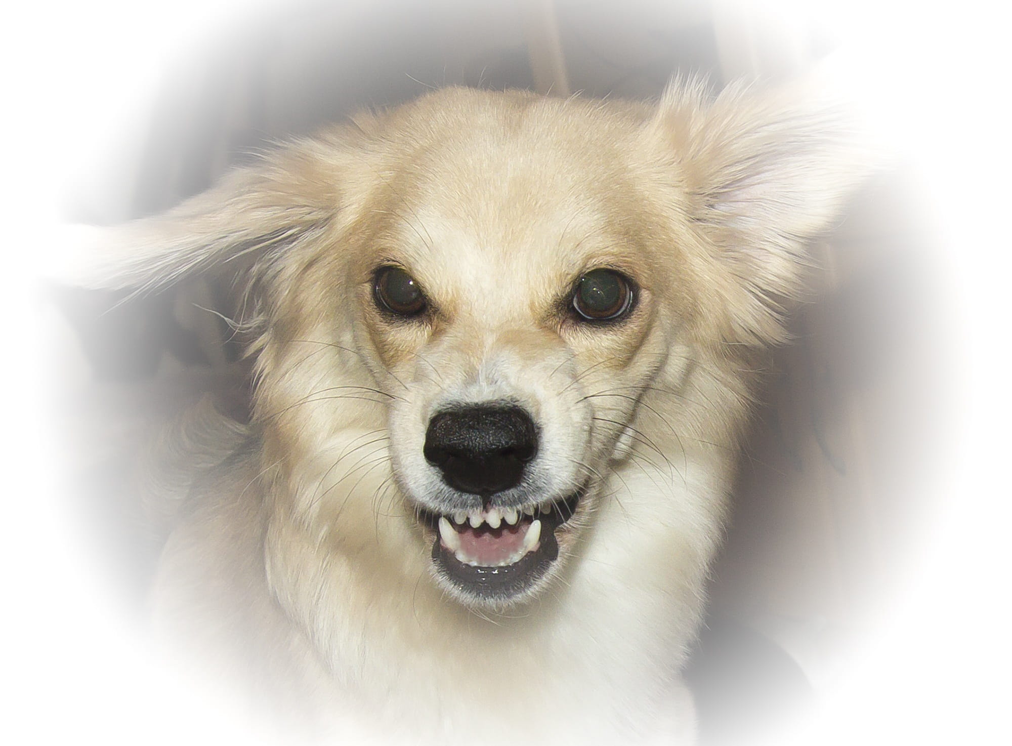animal eye, one animal, animal, looking at camera, chihuahua - dog, mouth open, domestic, vertebrate, animal mouth, animal themes, the most obvious, indoors, HD Wallpaper