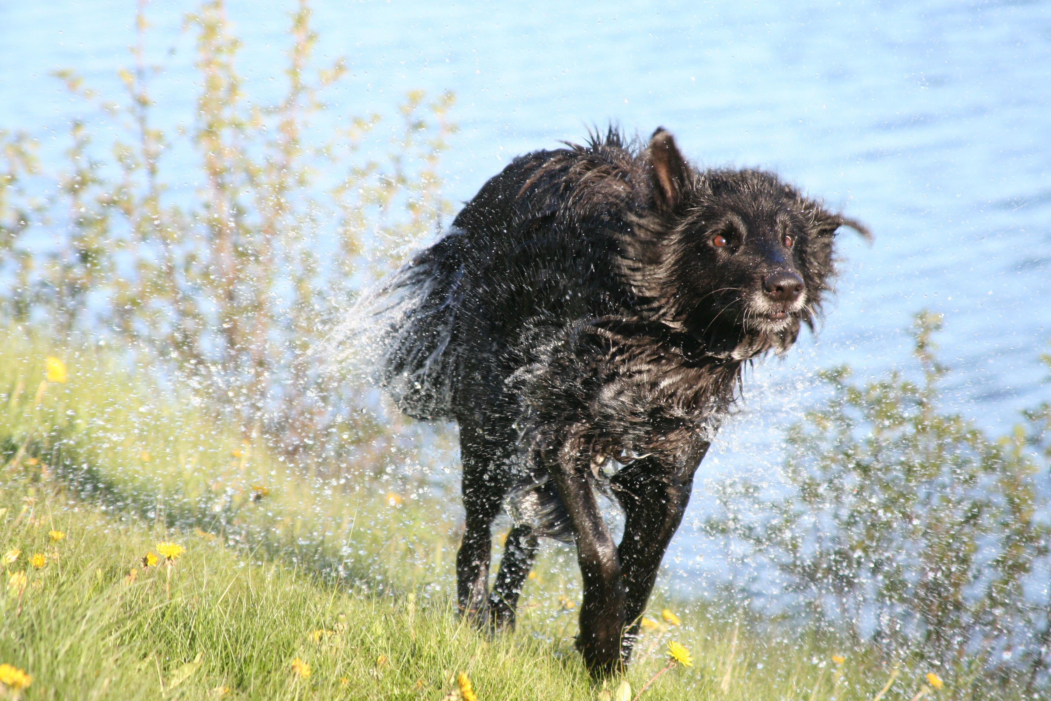 domestic animals, no people, nature, the most obvious, running, field, lake, animal themes, one animal, turkish, domestic, vertebrate, mammal, day, beach, HD Wallpaper