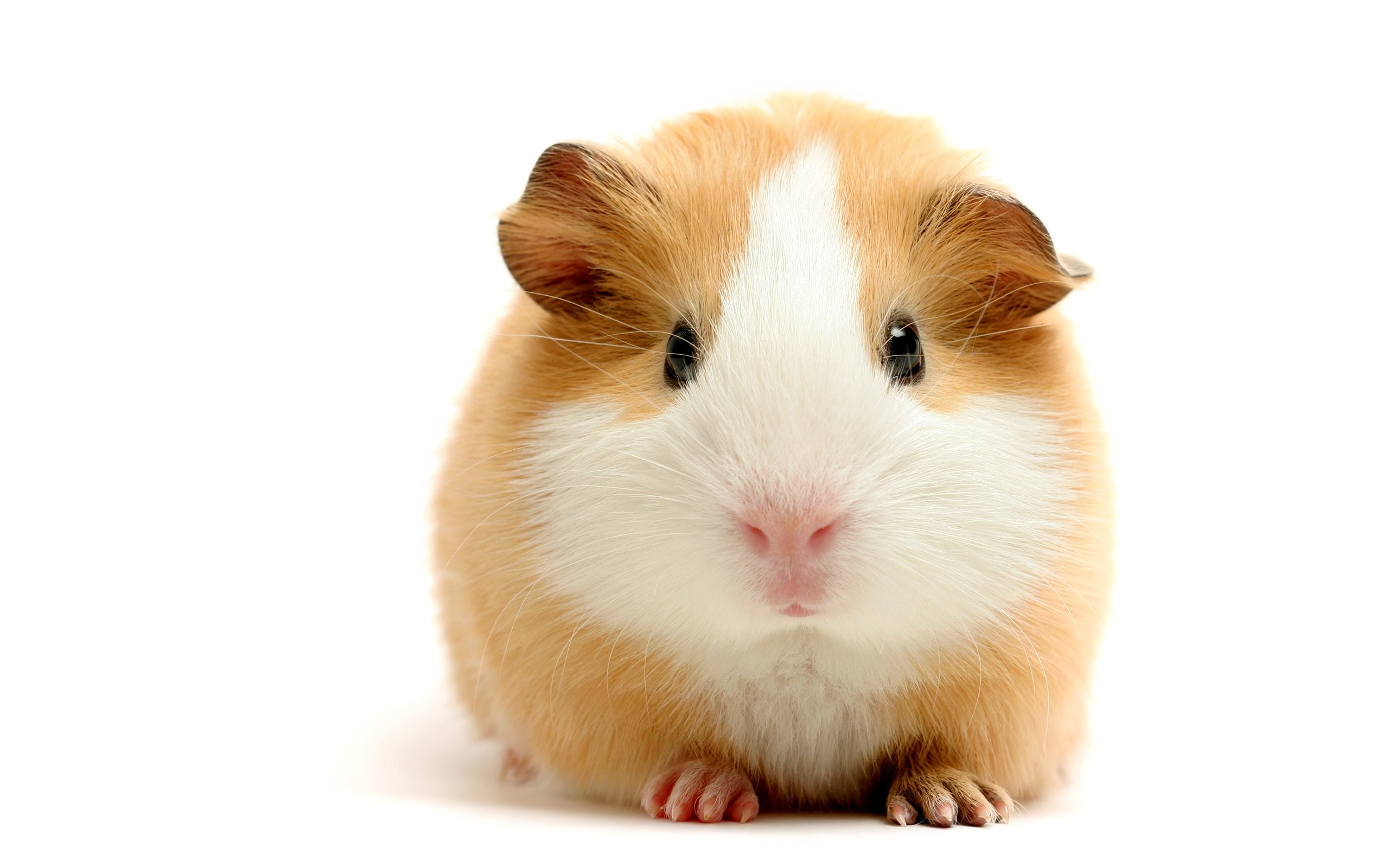 hd, hamster, 2K, white, animals, rodent, HD Wallpaper
