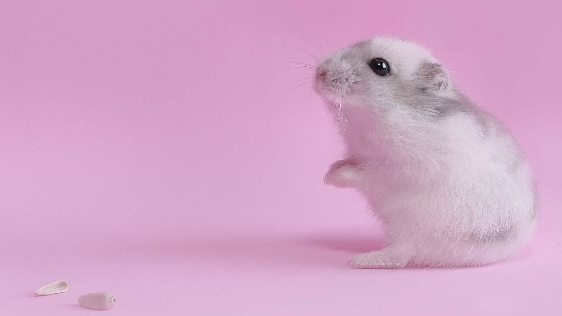 baby, looking, young Animal, whisker, indoors, fur, one Animal, full length, cute, domestic Animals, animal eye, fluffy, mammal, mouse, pink background, HD Wallpaper