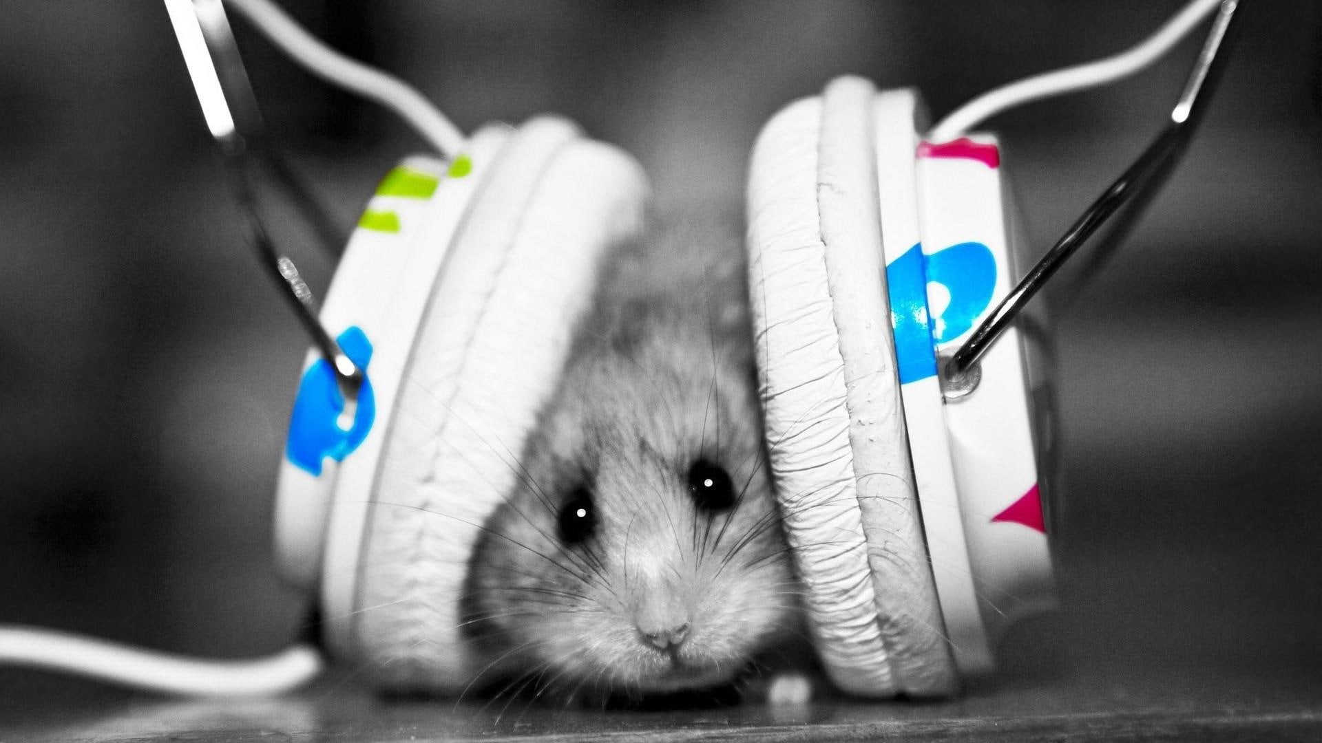 hamster, 1080P, funny, earphone, cute, HD Wallpaper