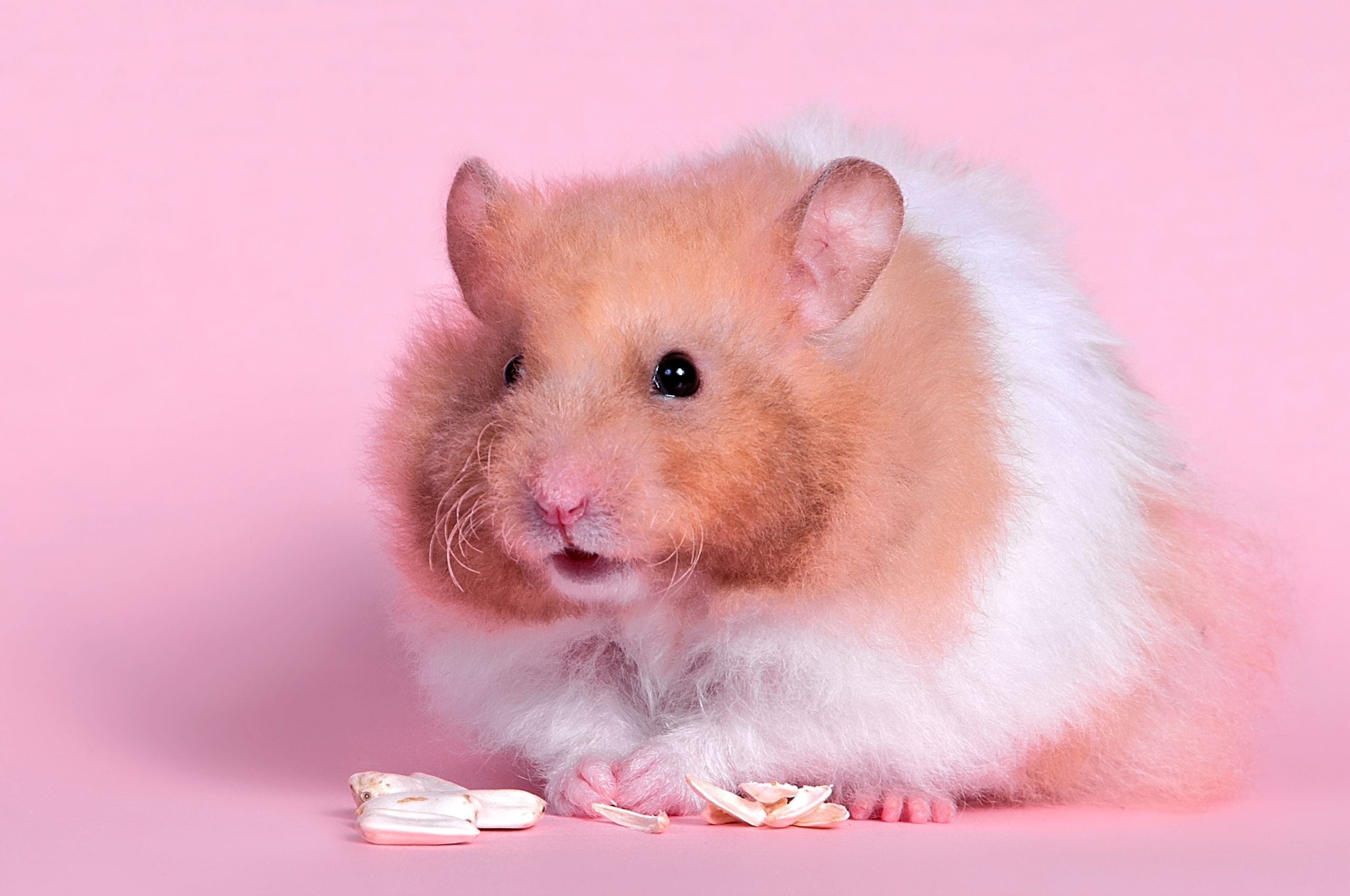 personal accessory, one Animal, 2K, animal, rat, domestic, portrait, hamster, people, hair, pink color, color, indoors, mammal, close-up, food, small, HD Wallpaper