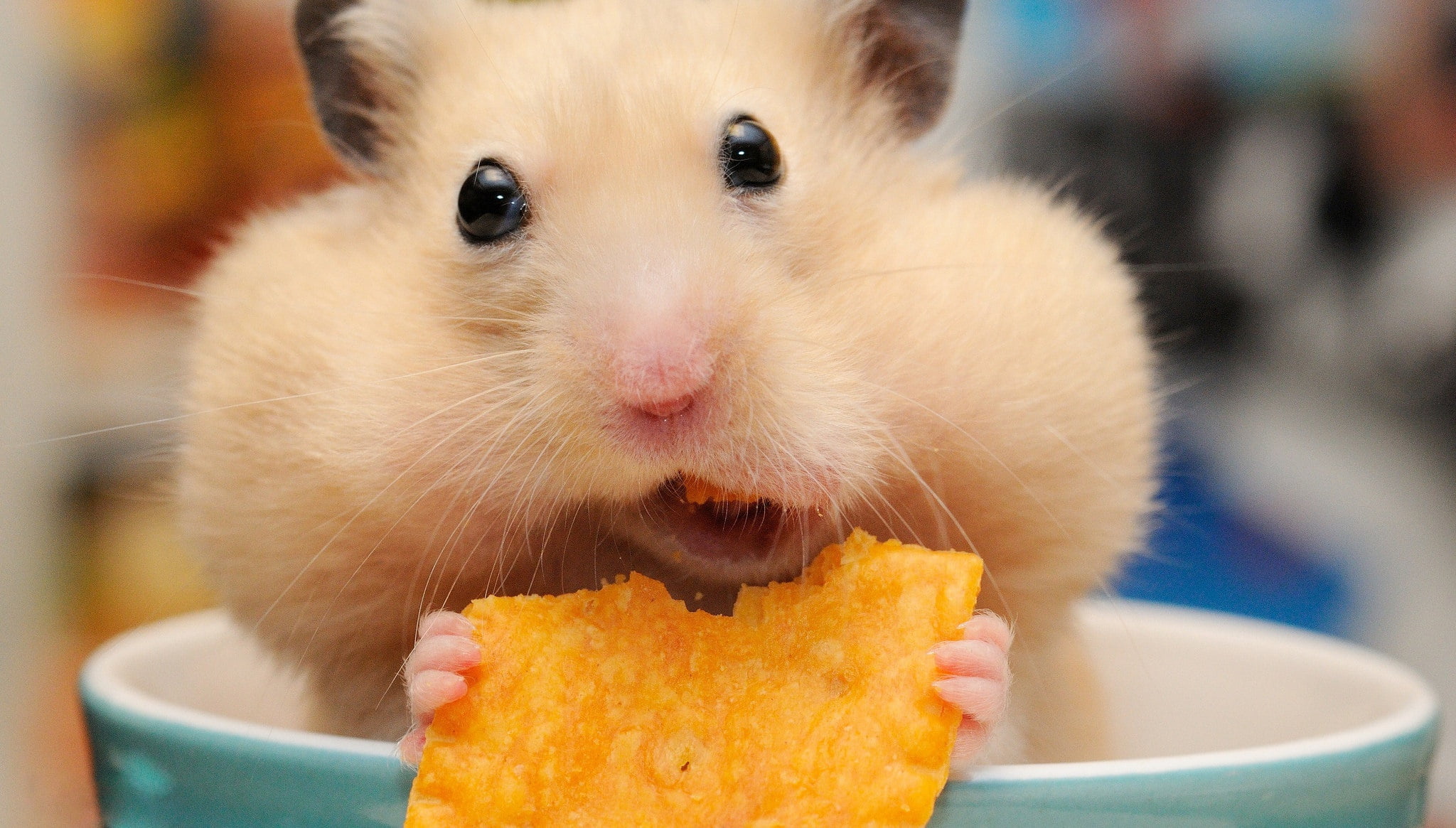 hamster, chips, rodent, 1080P, mug, muzzle, cheeks, lunch, fawn, HD Wallpaper