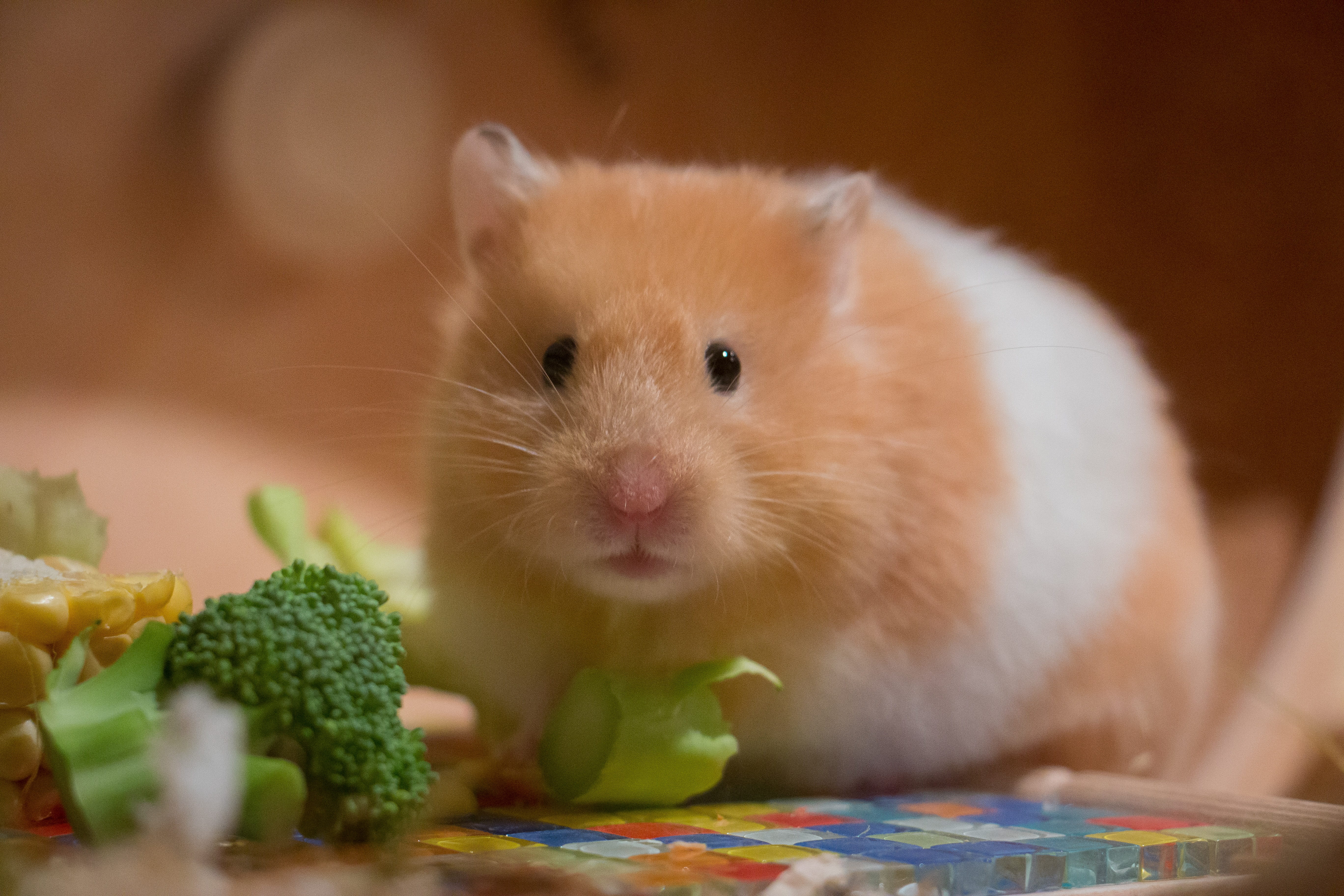 whisker, healthy eating, small, animal wildlife, no people, broccoli, cute, eating, one animal, brown, indoors, animal, medium-hamster, watch, sweet, eat, HD Wallpaper
