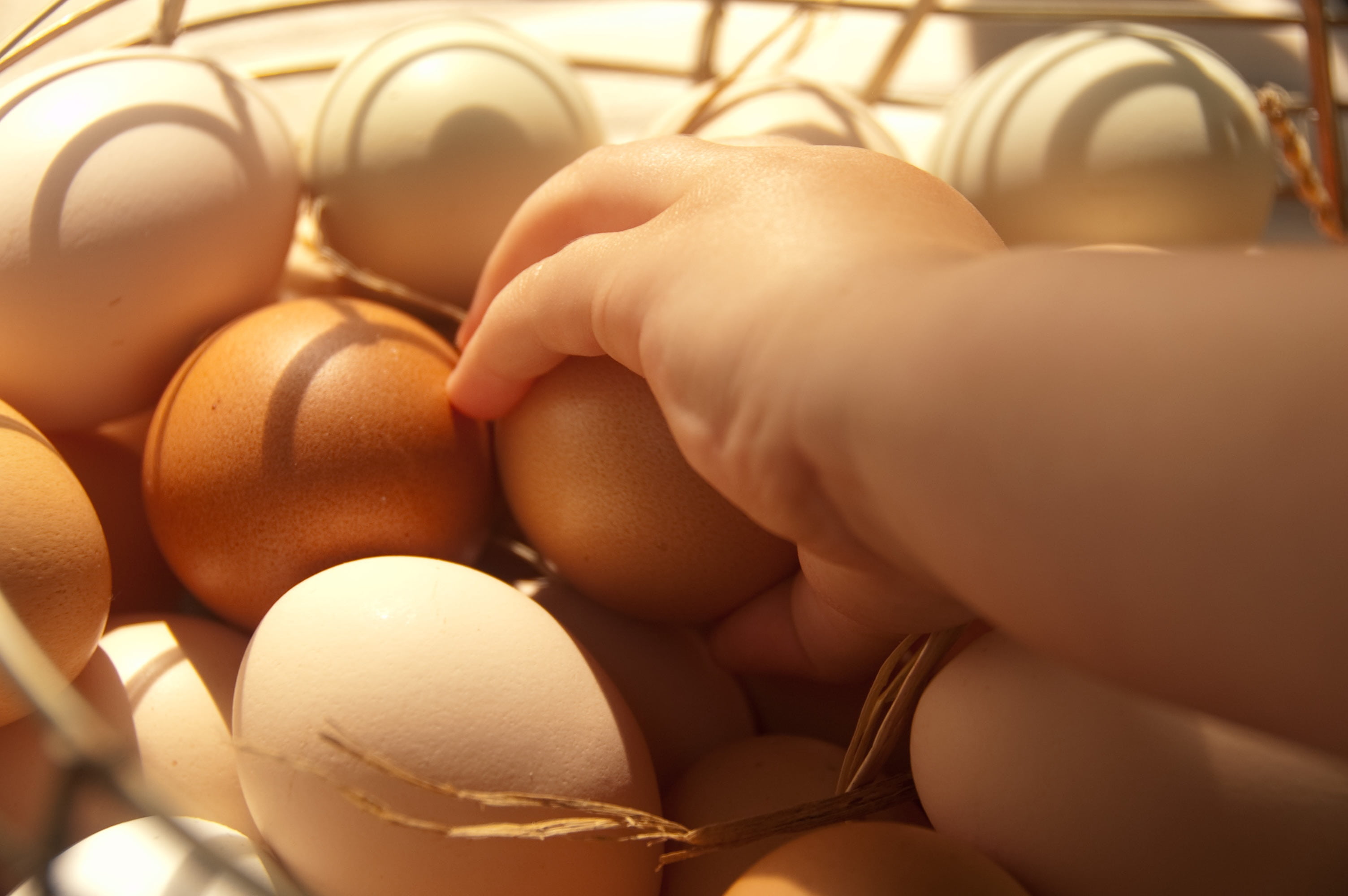 healthy, in a row, people, person, hen, fresh, close-up, hand, beginnings, human hand, eggs, natural, lifestyles, market, 2K, farm, day, nature, animal egg, HD Wallpaper