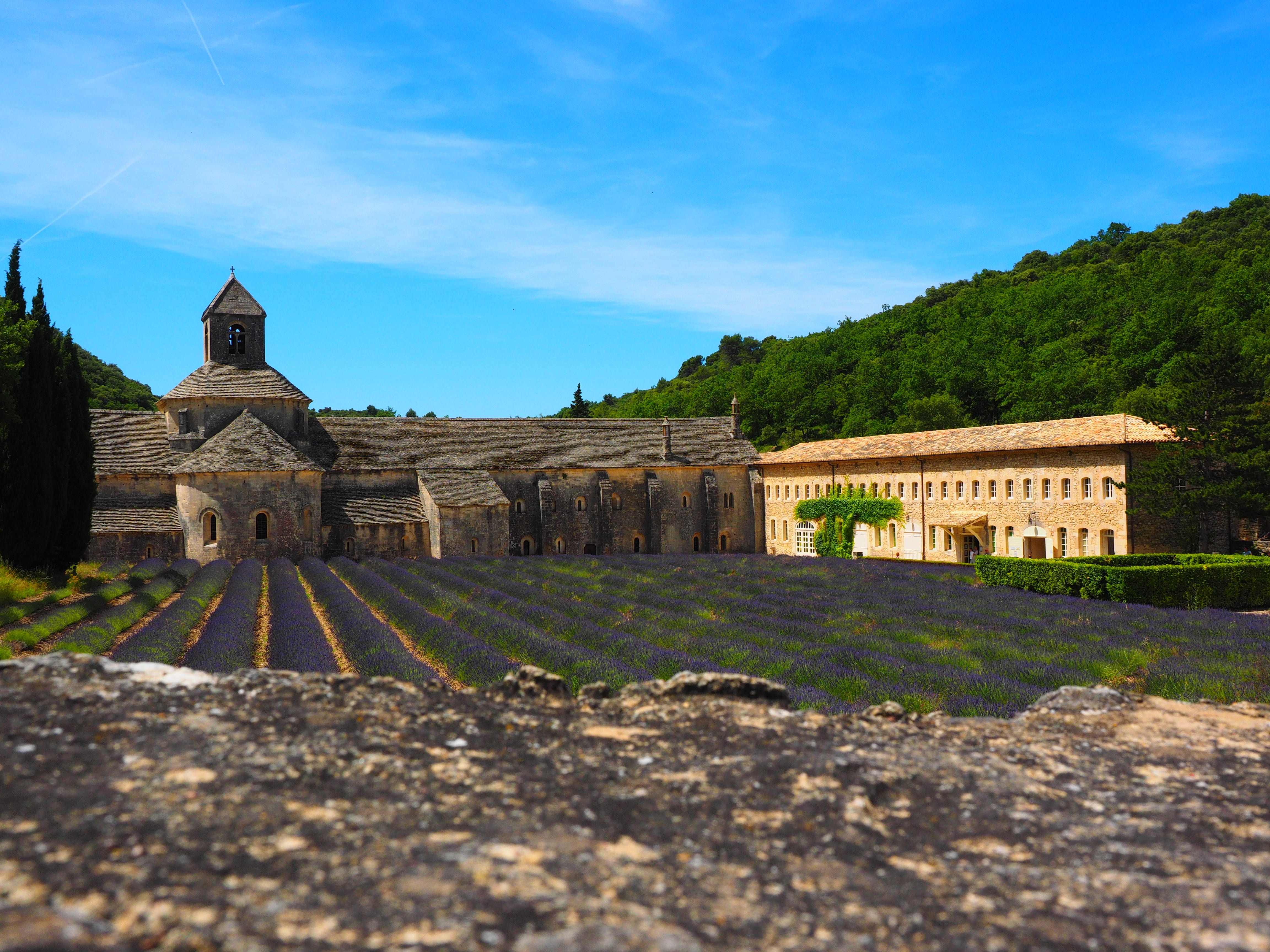 lavender meadow, spirituality, agriculture, provence, wild plant, abbey church, bistum avignon, wildblue, crop, building, lavender blossom, decorative, HD Wallpaper