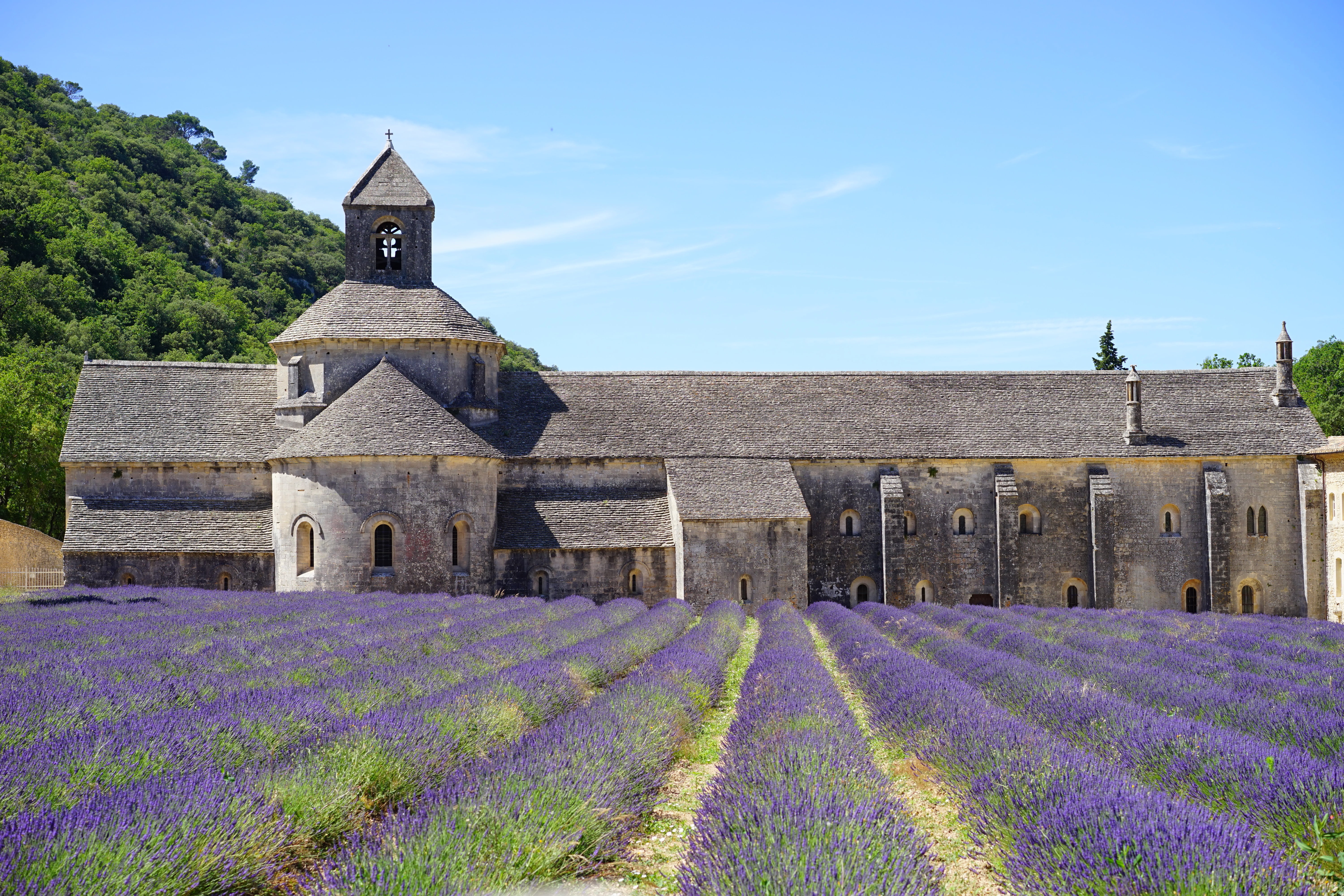 flora, flowering plant, built structure, lavandula vera, gray, herb, scented plant, no people, abbey, wild plant, plateau De Valensole, sénanque abbey, HD Wallpaper