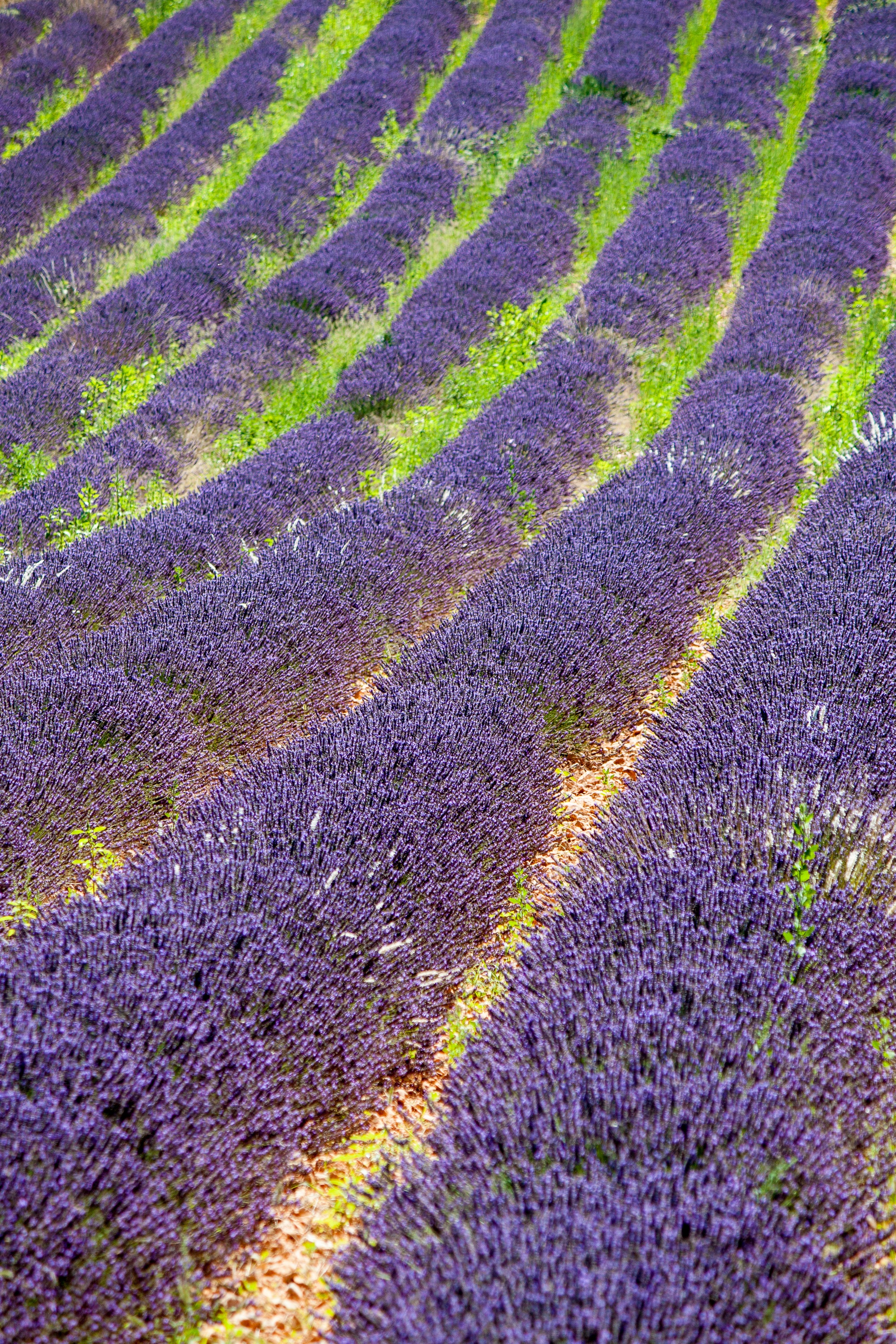 south of france, environment, nature, 2K, high angle view, france, rural scene, purple, beauty in nature, plant, farm, fragrance, lavender, flowerbed, Phone HD Wallpaper