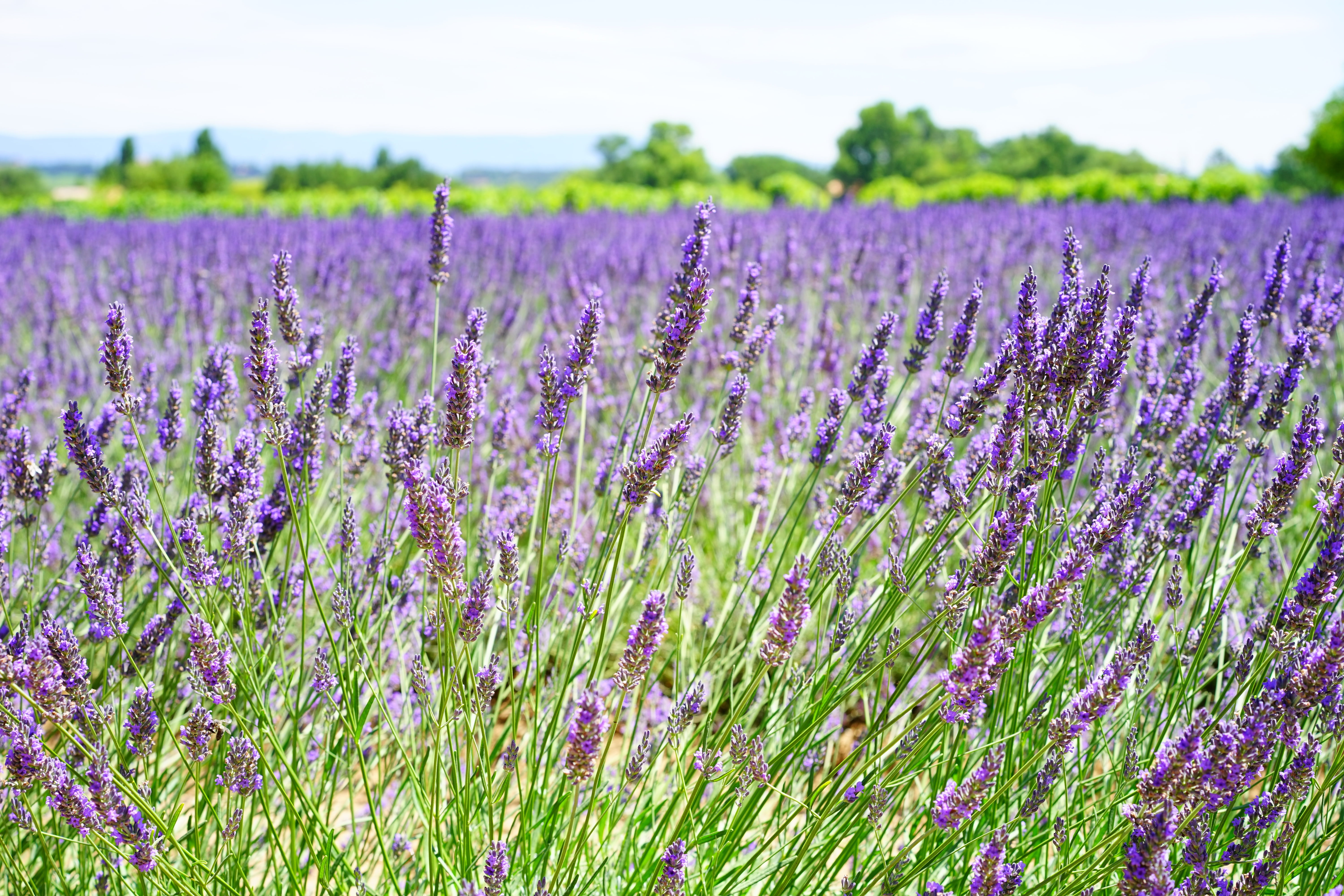 flowers, petals, vulnerability, flower head, herb, garden, decorative, scented, violet, narrow leaf lavender, springtime, homeopathy, inflorescence, lavender Coloured, HD Wallpaper