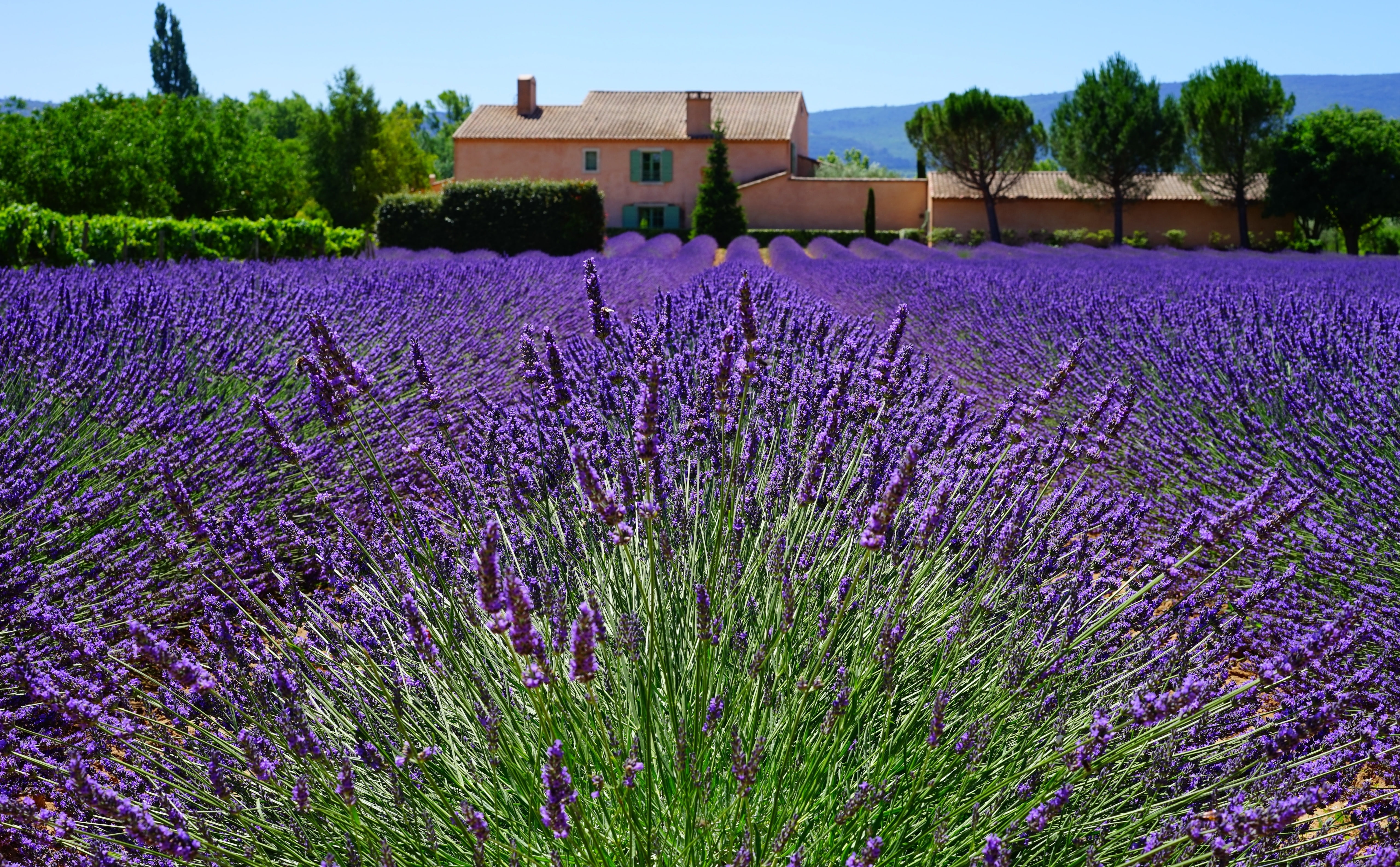freshness, Fragrant, no people, flowerbed, cottagegarden, lavandulaofficinalis, day, provence, flowering plant, Green, tree, growth, flower, Europe, lamiaceae, HD Wallpaper