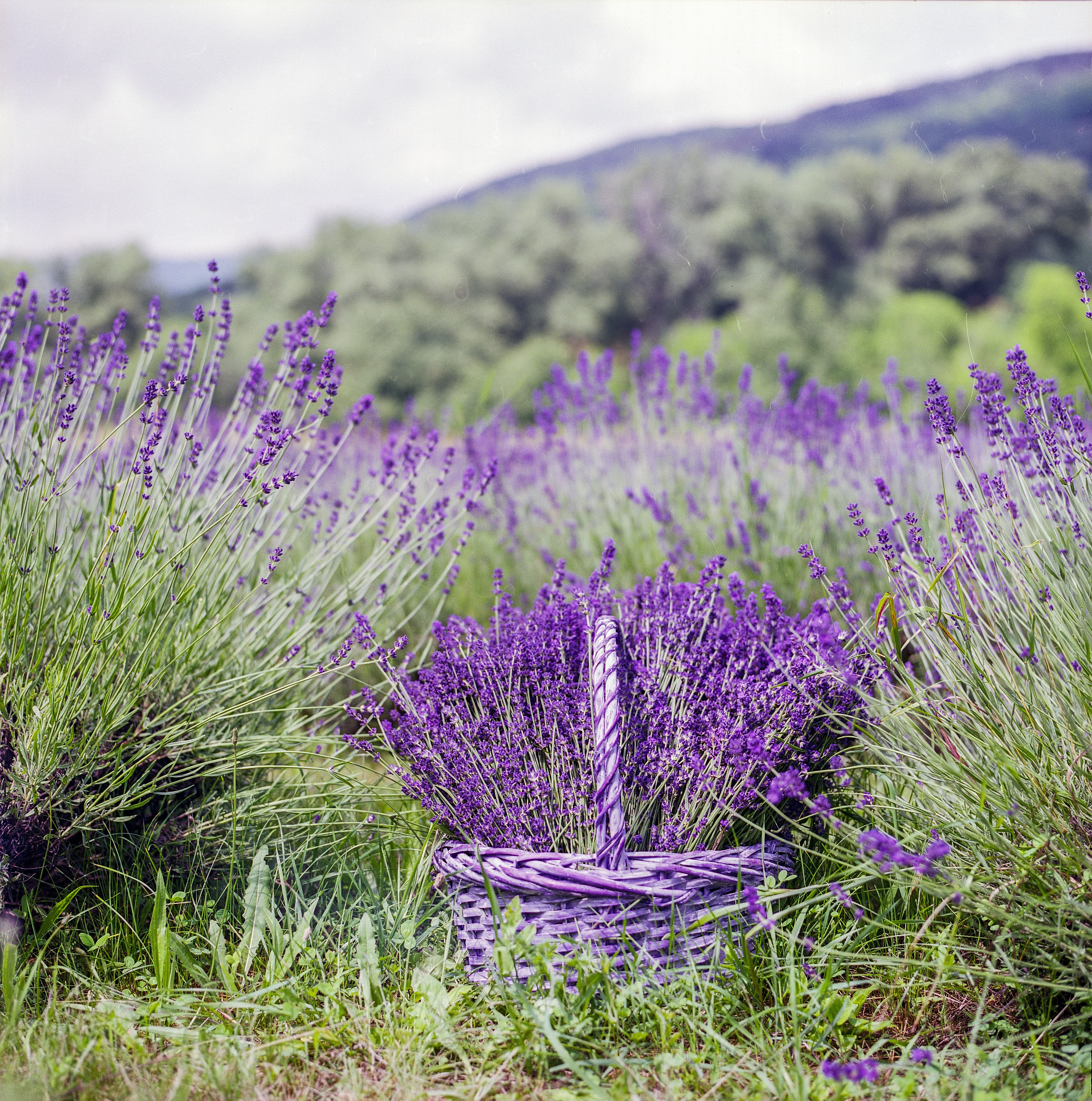 freshness, scenic, flowering plant, scent, france, lavender Coloured, summer, growth, shrub, flower, lavender field, tranquil scene, flora, blossom, environment, Phone HD Wallpaper