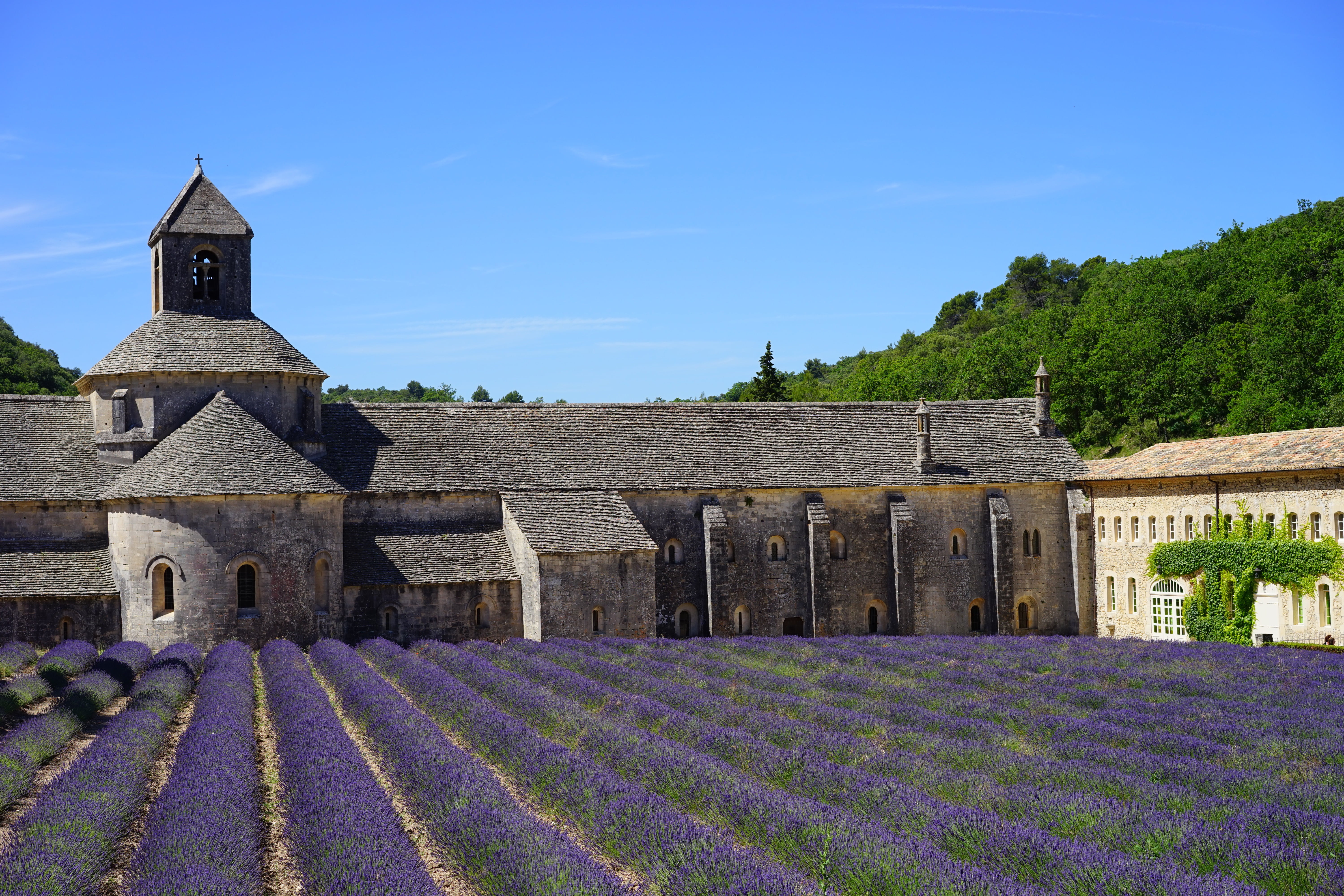 narrow leaf lavender, lavandula angustifolia, abbaye de sénanque, inflorescence, flora, herb, agriculture, purple, outdoors, the order of cistercians, france, HD Wallpaper