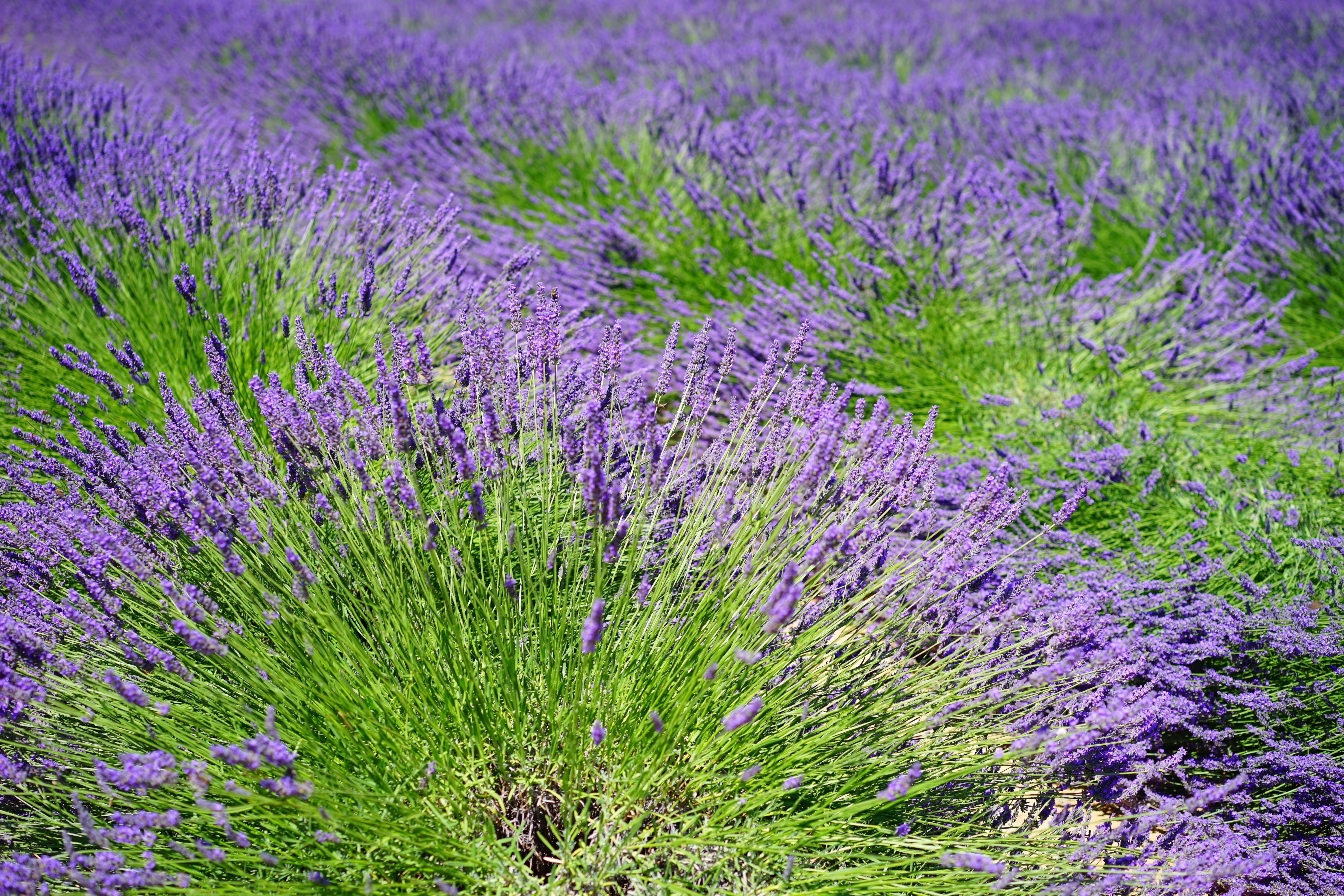 vulnerability, flower meadow, flowering, flowerbed, aromatic, day, 5K, medicinal plant, flower, herbs, french, lavender field, tranquility, beauty in nature, HD Wallpaper