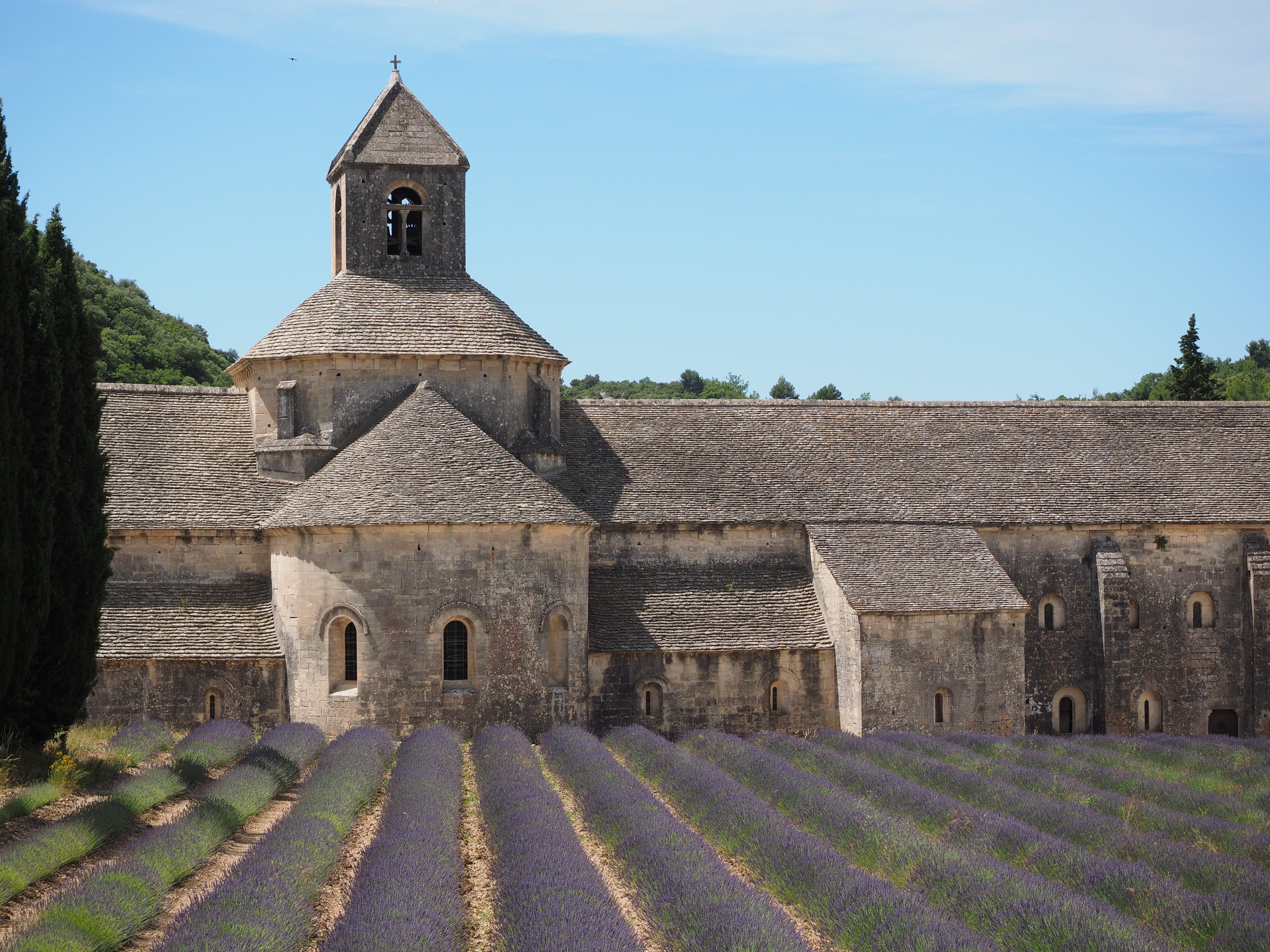 aromatic, zisterzienser, gordes, lavender, green, garden, homeopathy, flowers, purple, no people, vaucluse, abbaye de sénanque, plant, wild plant, place of worship, HD Wallpaper