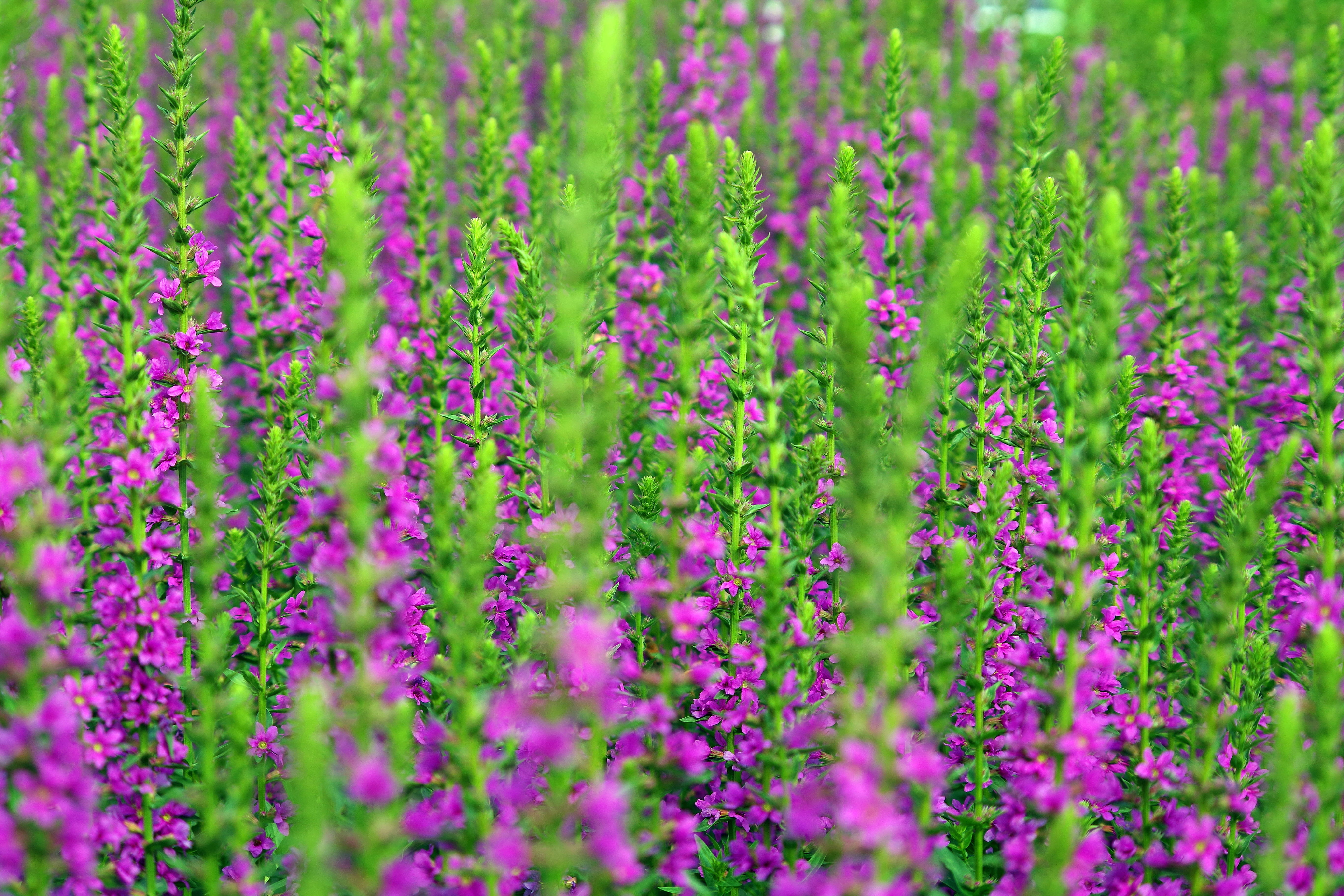 aromatherapy, herbs, small, provence, nature, fragility, spa, pink color, freshness, growth, flowering plant, france, beauty in nature, herb, relaxation, HD Wallpaper