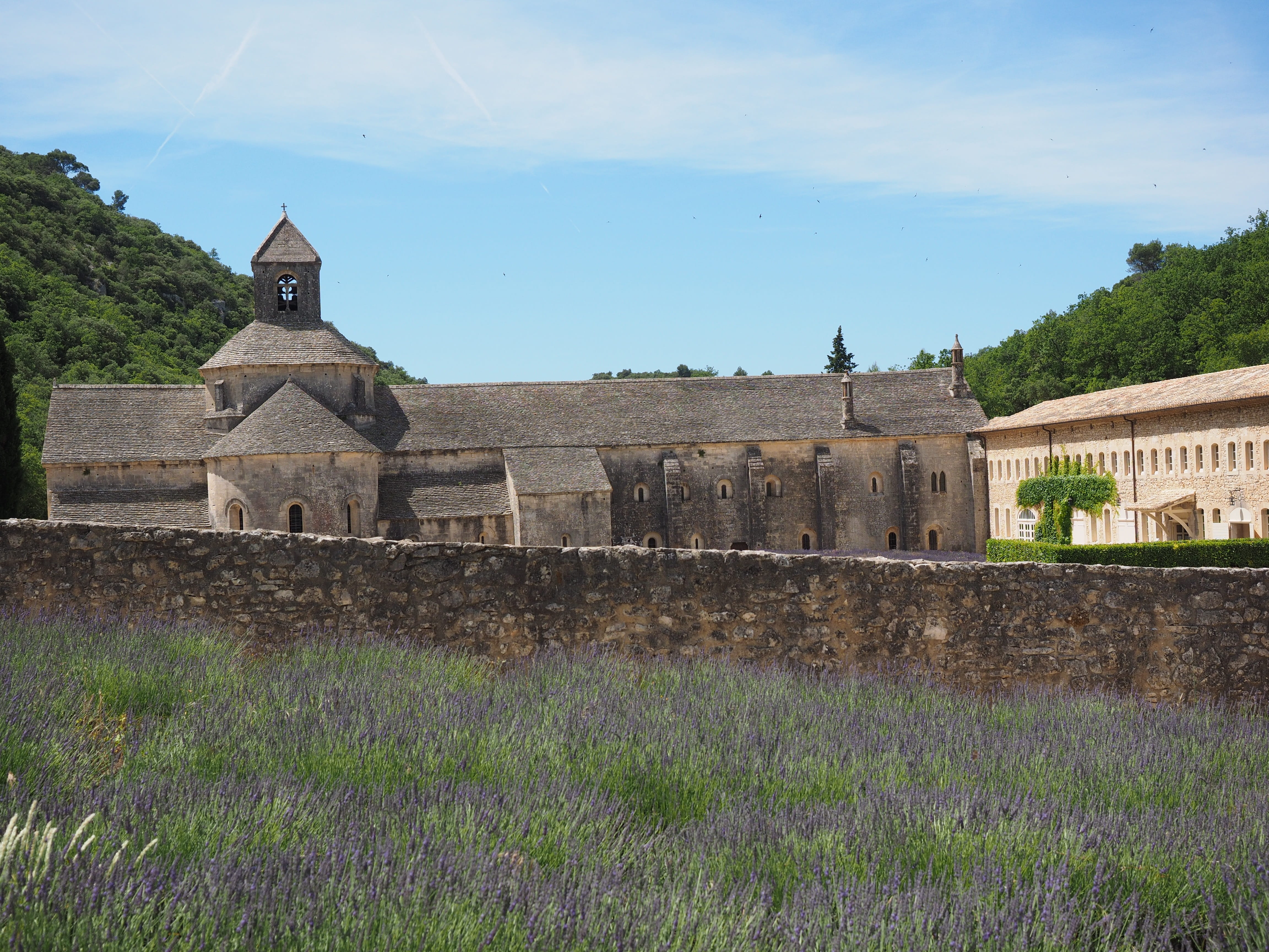 french, purple, violet, summer flowers, green, lavandula angustifolia, summer, cistercian monks, fragrant, outdoors, building exterior, herbs, the past, HD Wallpaper