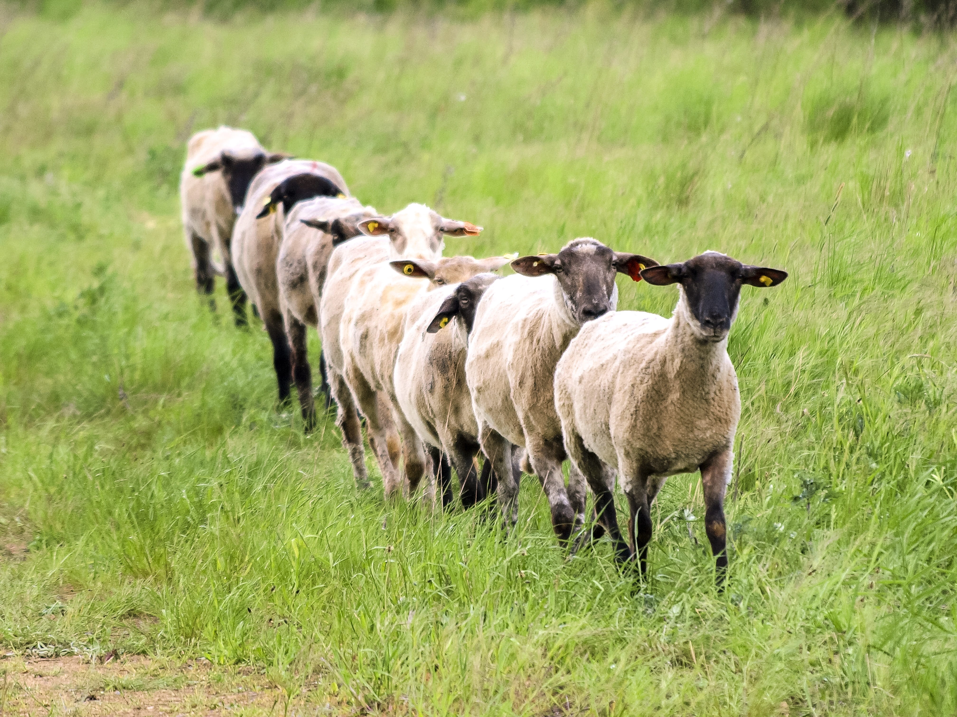 field, animal themes, growth, land, 4K, group of animals, Livestock, herbivorous, farm, no people, outdoors, domestic, grass, pasture, rural Scene, animal family, HD Wallpaper