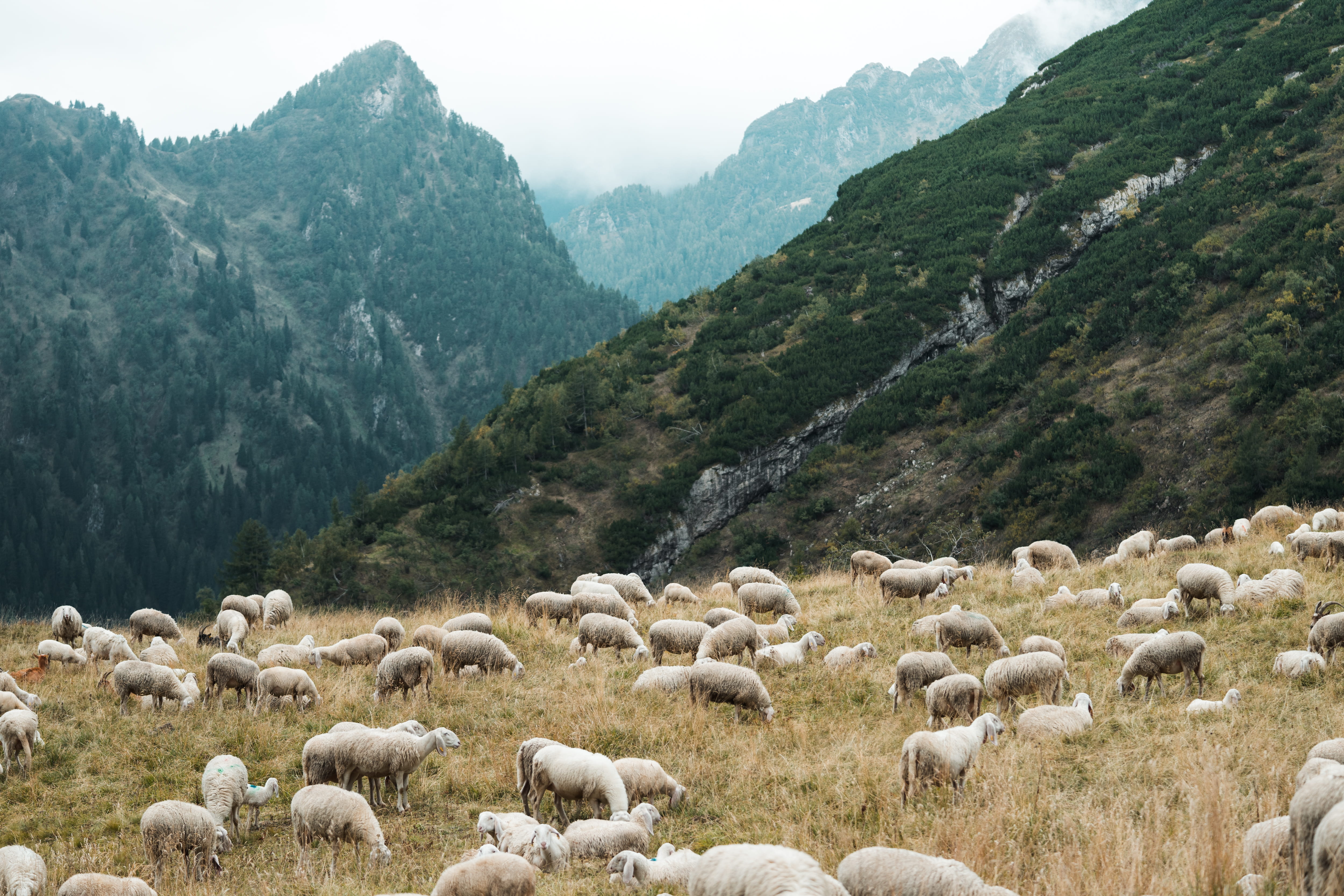 farm, flocks, large group of animals, beauty in nature, wool, pets, livestock, farmers, mountain, mammal, mountains, grazing, animals, herbivorous, plant, HD Wallpaper