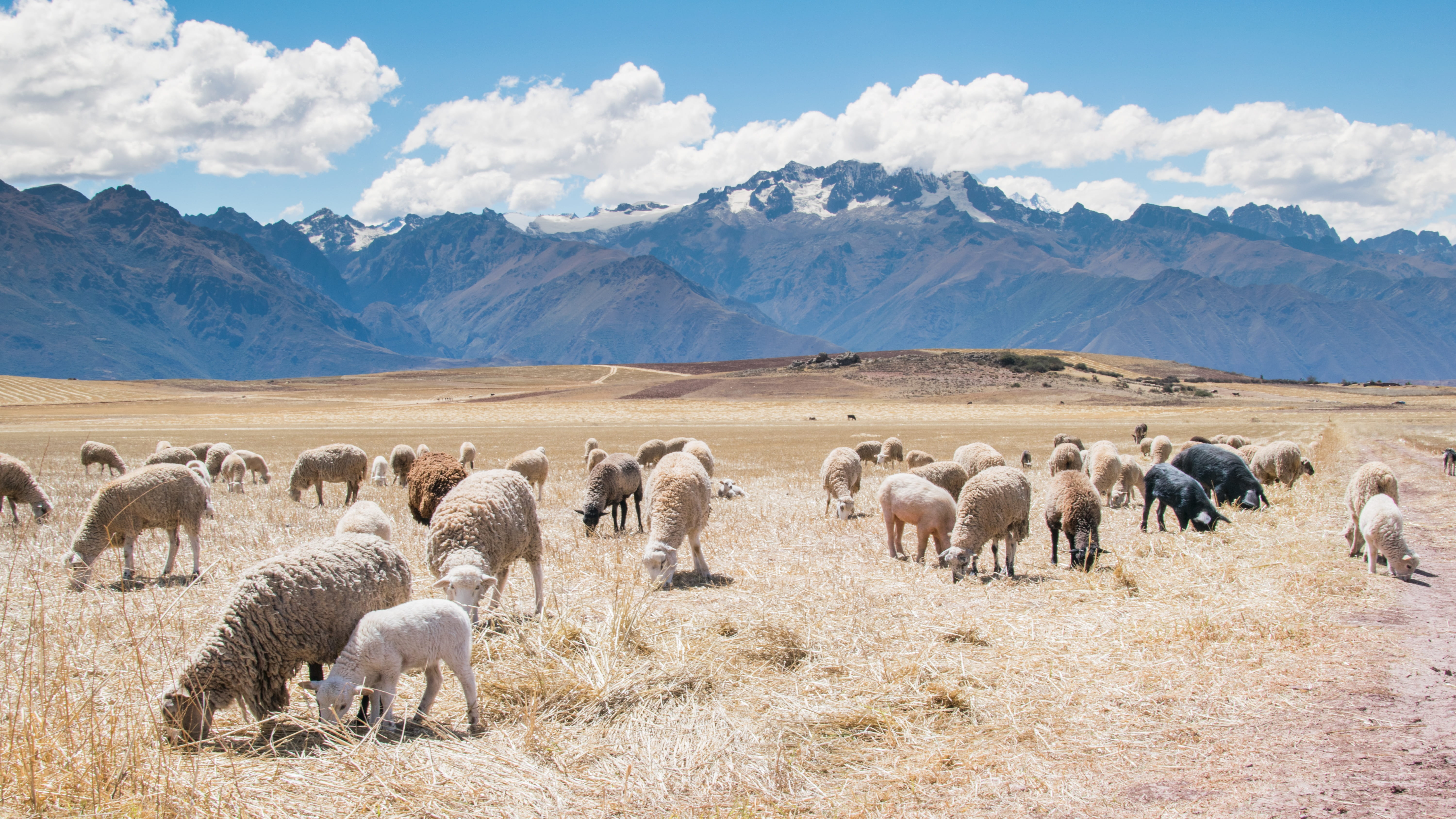 herd, agriculture, group Of Animals, sky, land, animal themes, scenics, animal wildlife, animals And Pets, mountain, pasture, 5K, vertebrate, domestic animals, HD Wallpaper