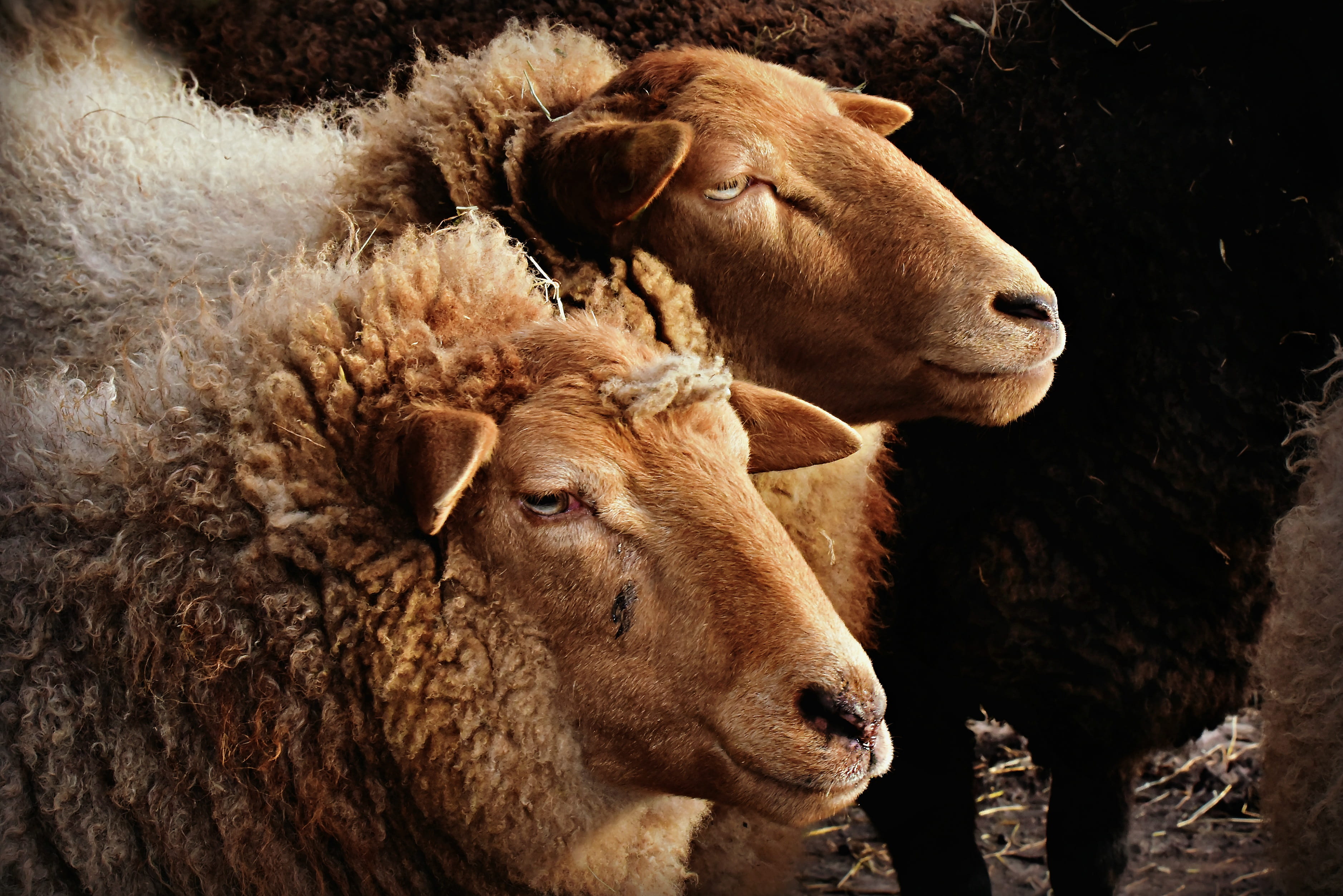mammal, herd, two animals, animal head, ruminant, sheep, vertebrate, group of animals, agriculture, flock, animal themes, pets, domestic, wool, herbivorous, HD Wallpaper