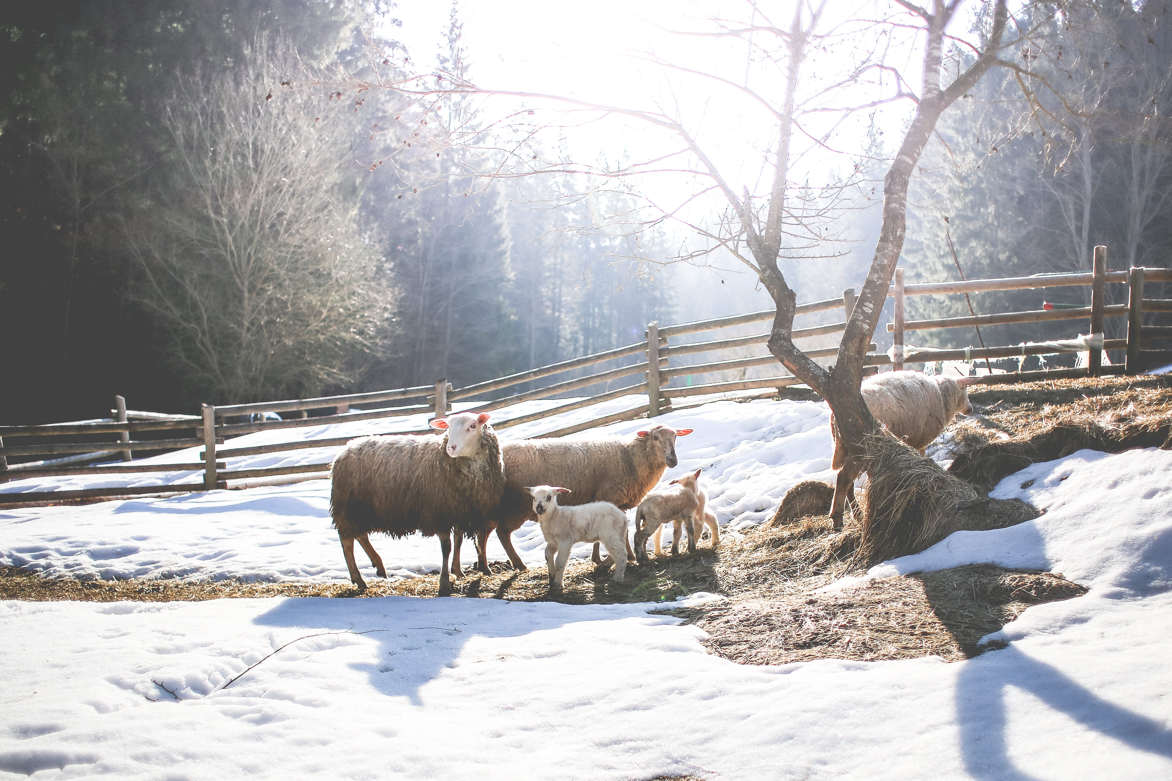 plant, animal themes, livestock, field, farm, 4K, animals, forest, no people, group of animals, agriculture, cold temperature, Family, snow, nature, Sheep, HD Wallpaper