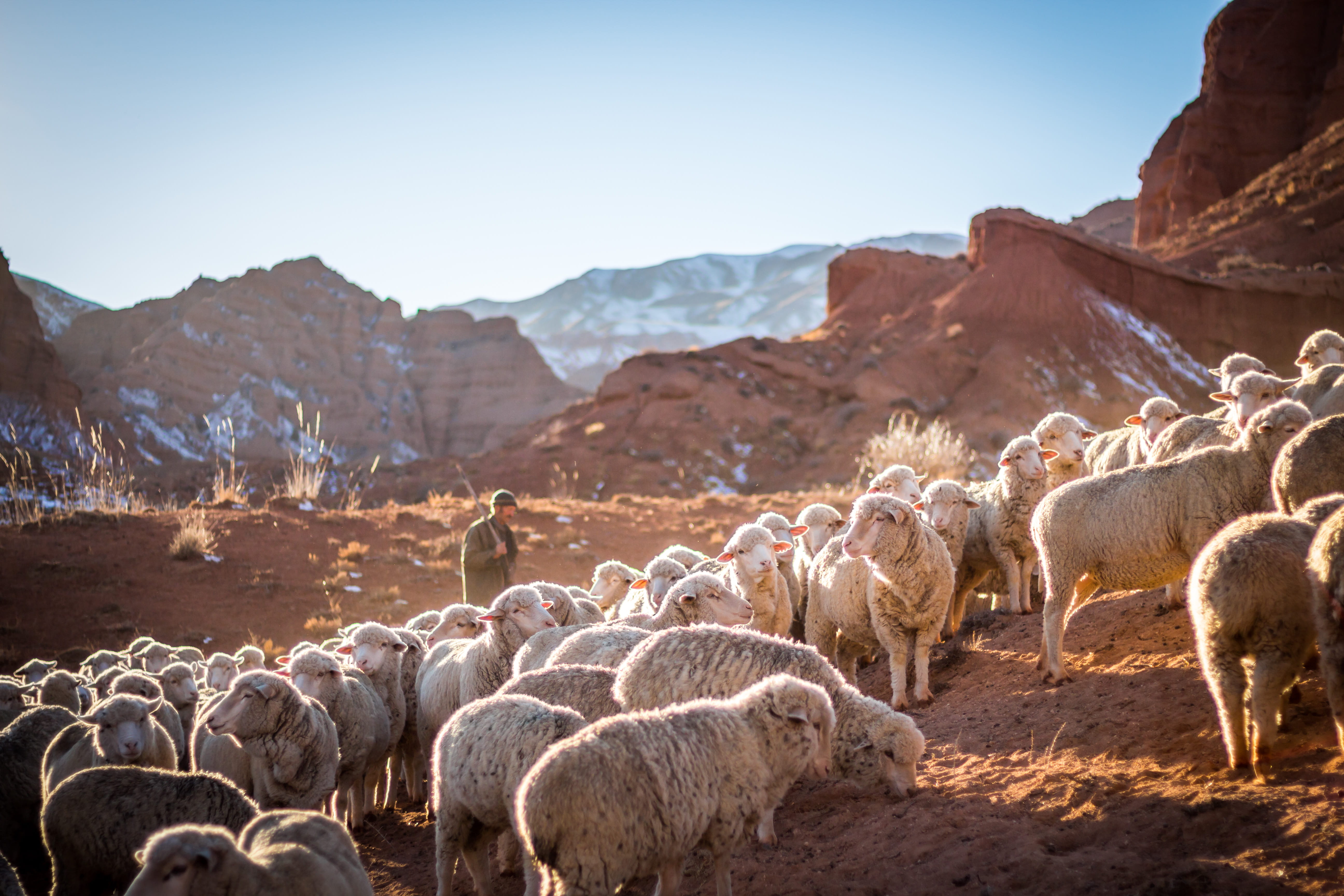 nature, large group of animals, kyrgyzstan, farmer, mammal, shepherd, animal wildlife, agriculture, mountain range, domestic, mountain, scenics - nature, HD Wallpaper