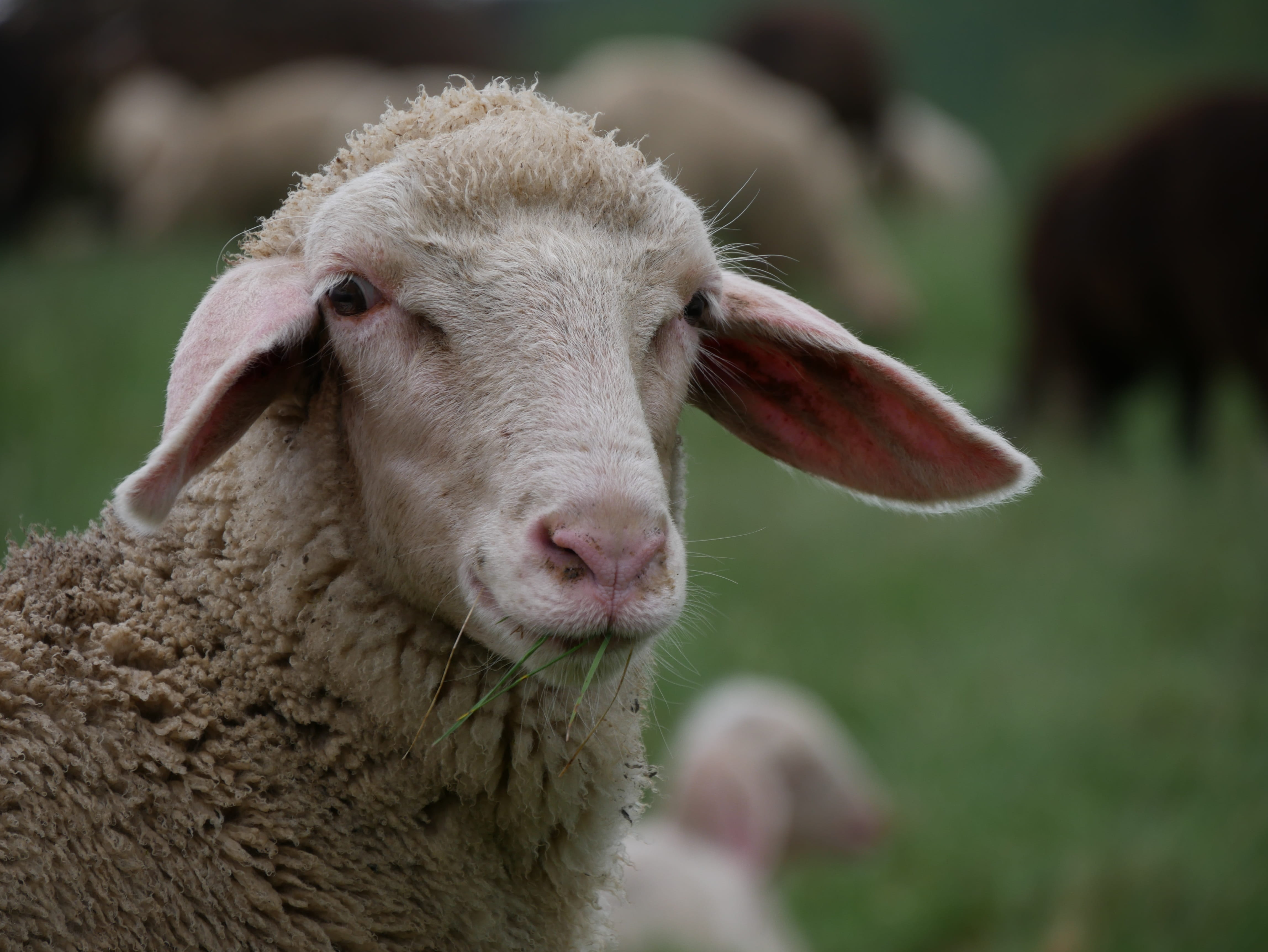 farm, cute, graze, Livestock, Sheep, flock of sheep, animal head, close-up, wool, animal body part, young Animal, outdoors, 4K, agriculture, cattle, no people, HD Wallpaper