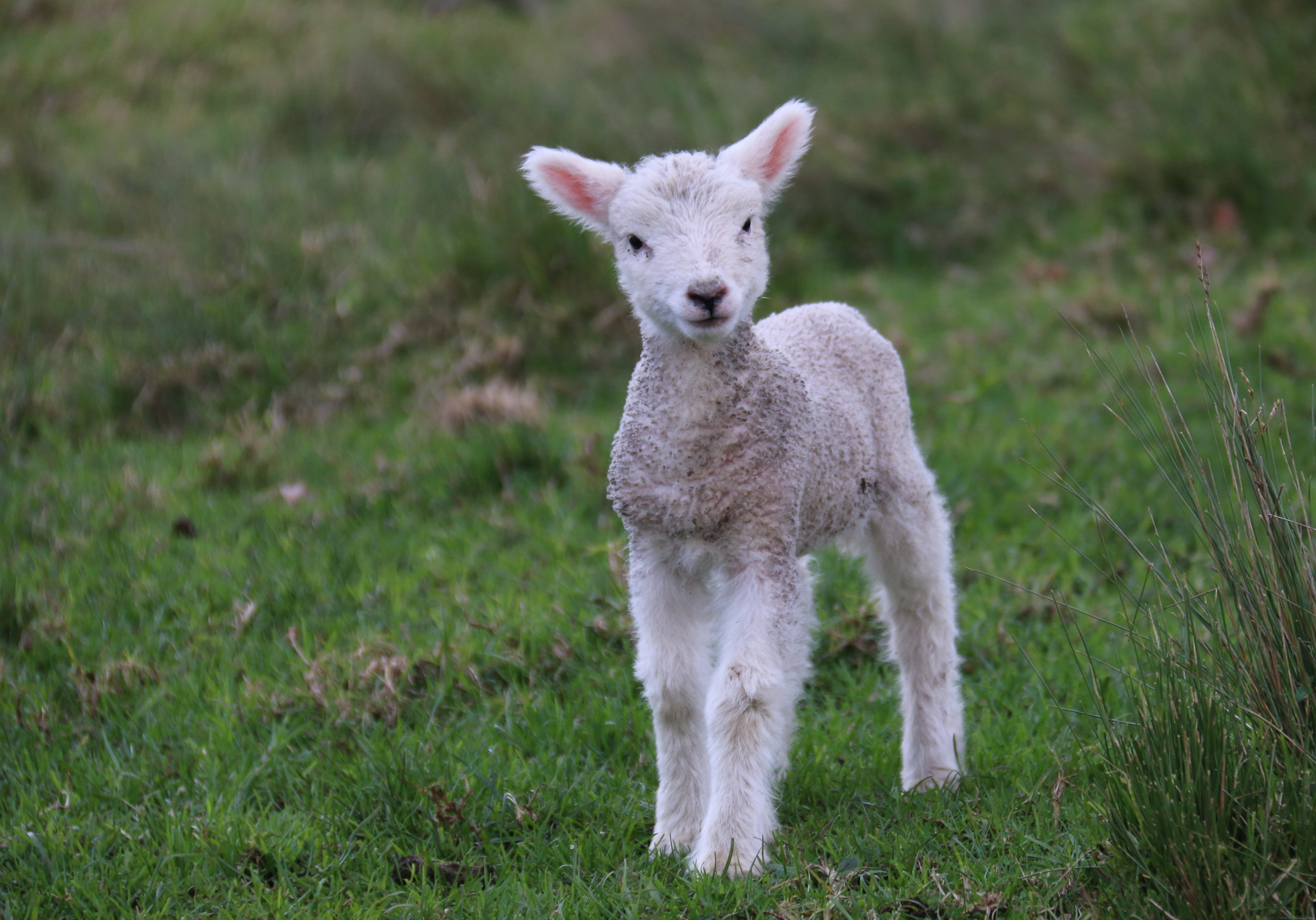 grass, white, sheep, auckland, animal, domestic, field, pets, land, one animal, green color, animal themes, domestic animals, little, day, outdoors, baby, HD Wallpaper