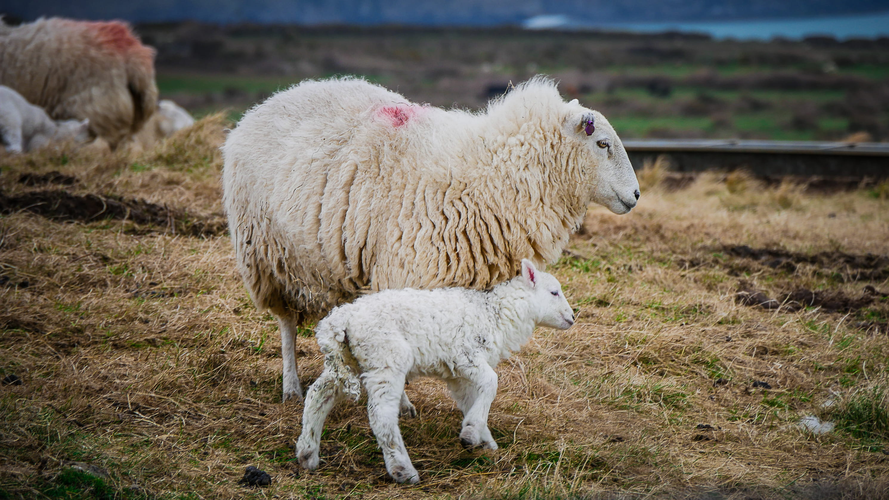 focus on foreground, 2K, domestic, hayfield, field, farm, animal themes, farm animals, mammals, sheep, mammal, young animal, white color, animal family, HD Wallpaper