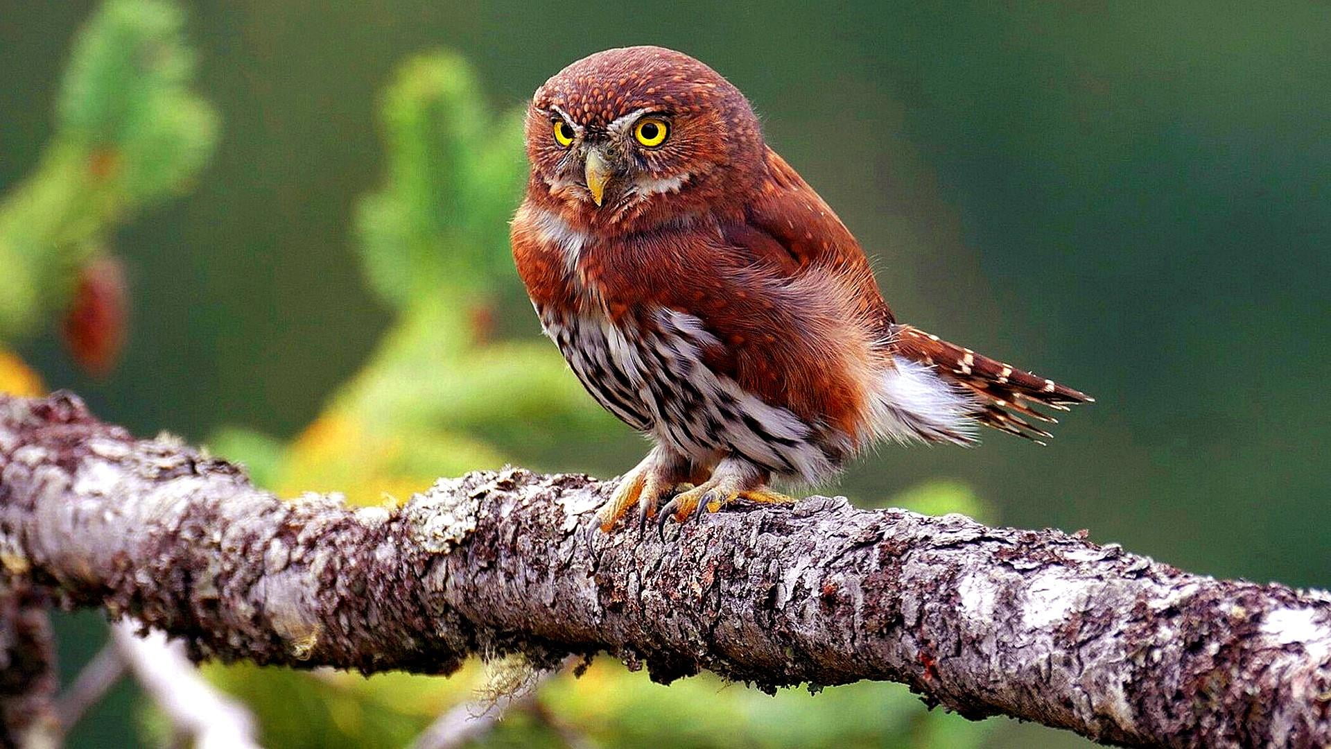 tree, animal themes, beauty in nature, no people, full length, focus on foreground, plant, vertebrate, nature, day, 1080P, bird of prey, owl, animals in the wild, HD Wallpaper