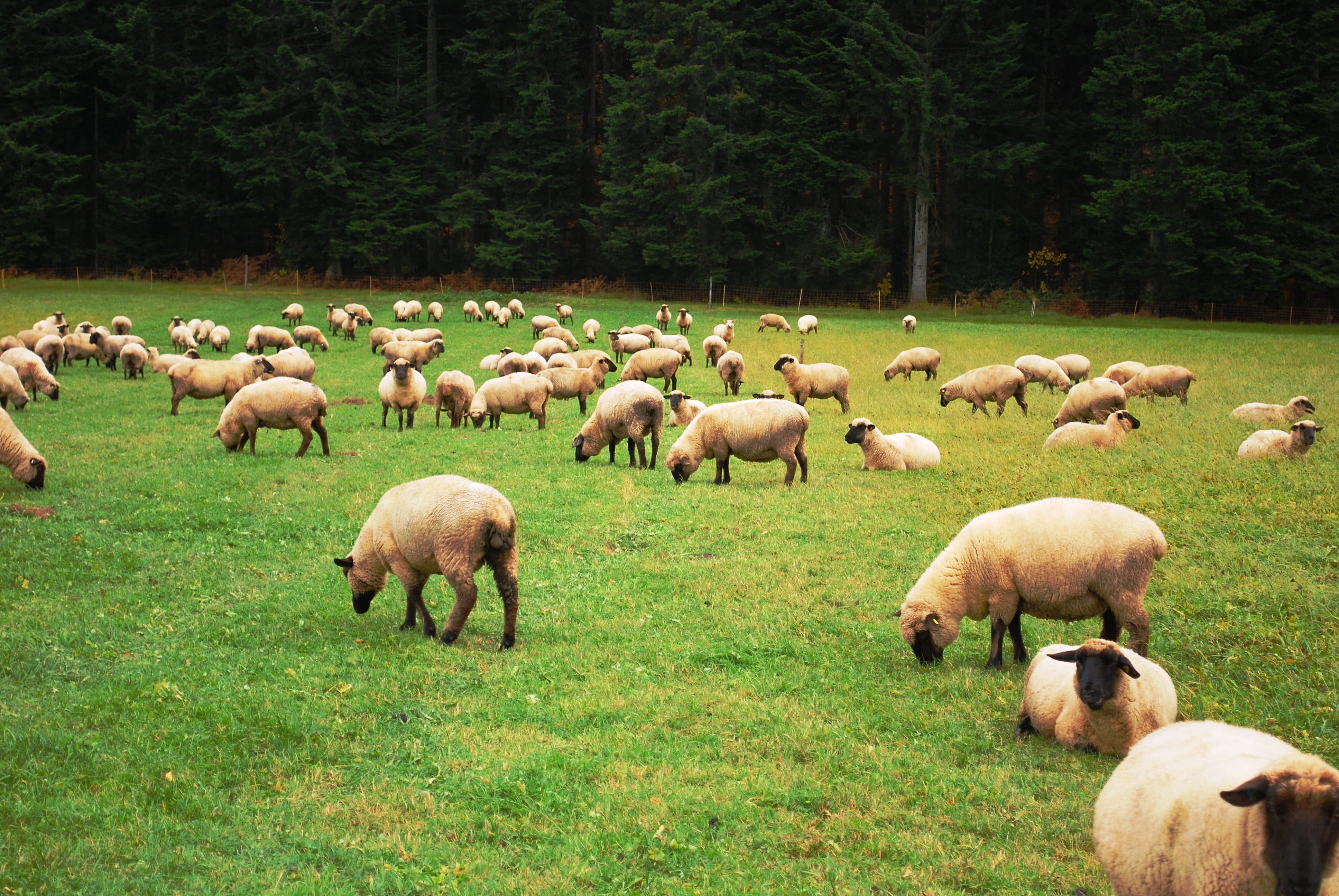 land, grass, hill, animal, rural, pastoral, outdoors, environment, fleece, mutton, animals, shepherd, field, herding, green color, Pasture, Sheep, livestock, HD Wallpaper