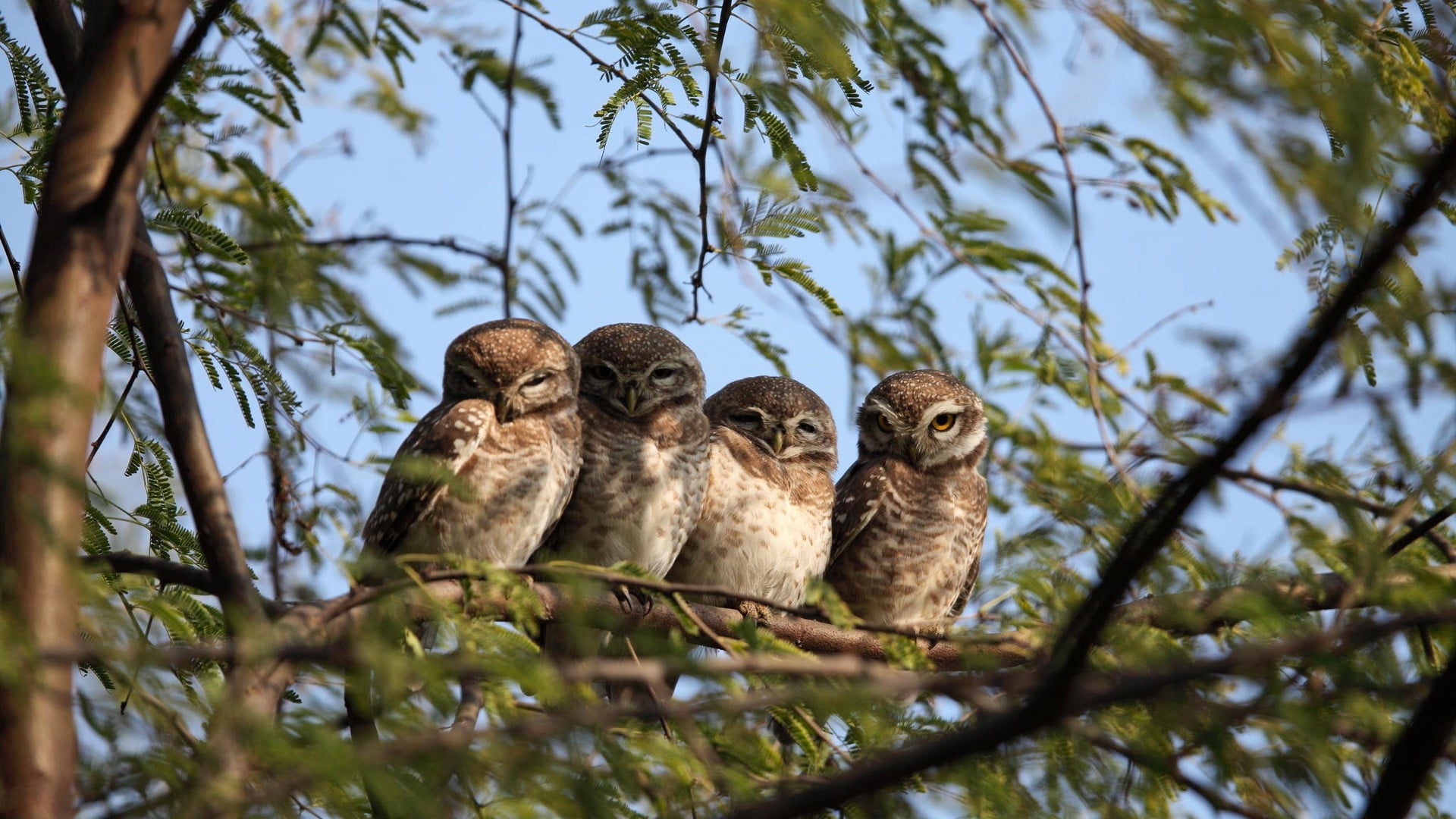 1080P, animal, young animal, wildlife, nature, perching, animal themes, low angle view, four, tree, forest, feather, leaves, sitting, watching, animals In The Wild, HD Wallpaper