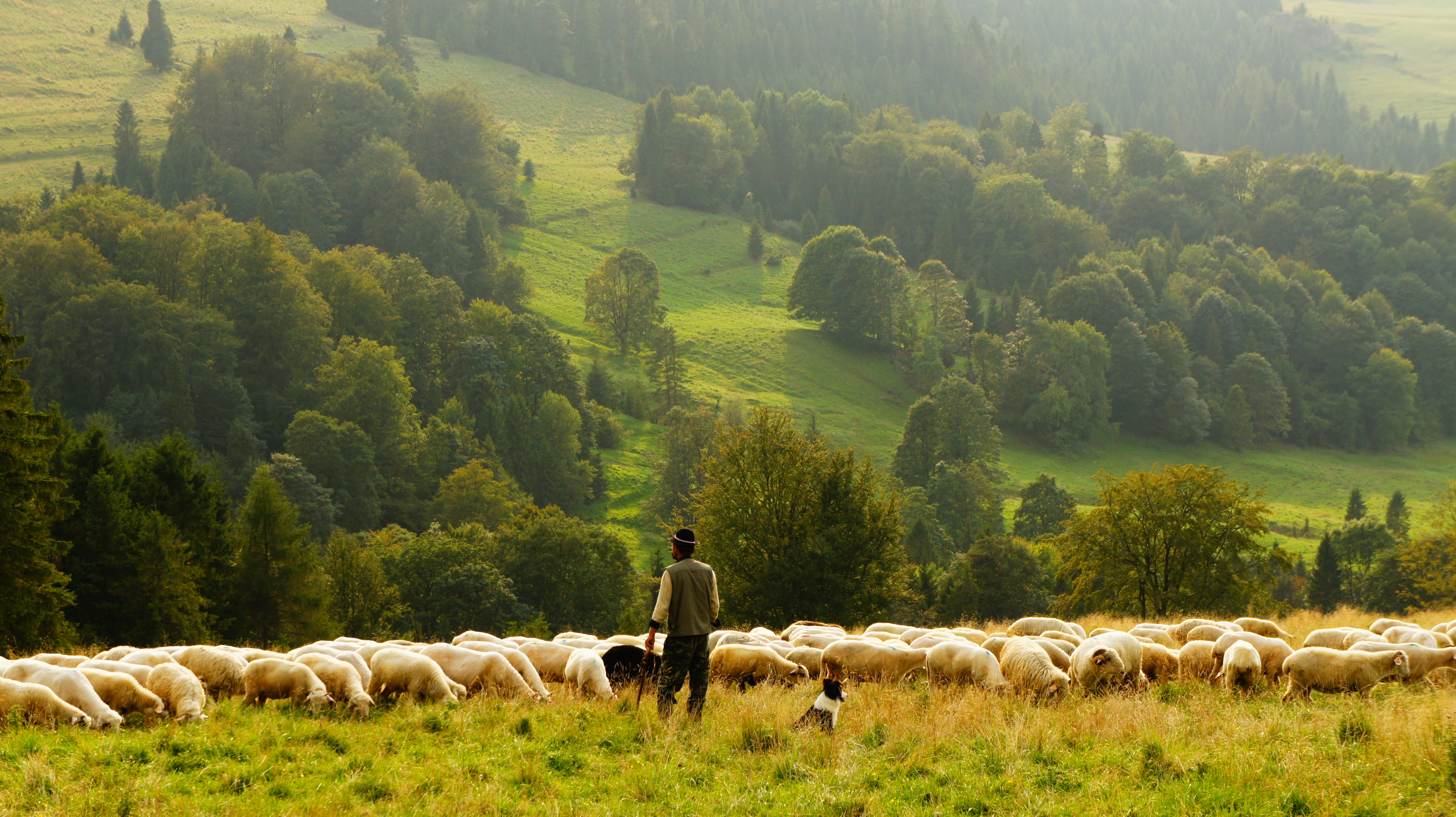 pasture, meadow, group of animals, mammal, pets, standing, tree, agriculture, flock of sheep, sheep, shepard, livestock, herbivorous, large group of animals, HD Wallpaper