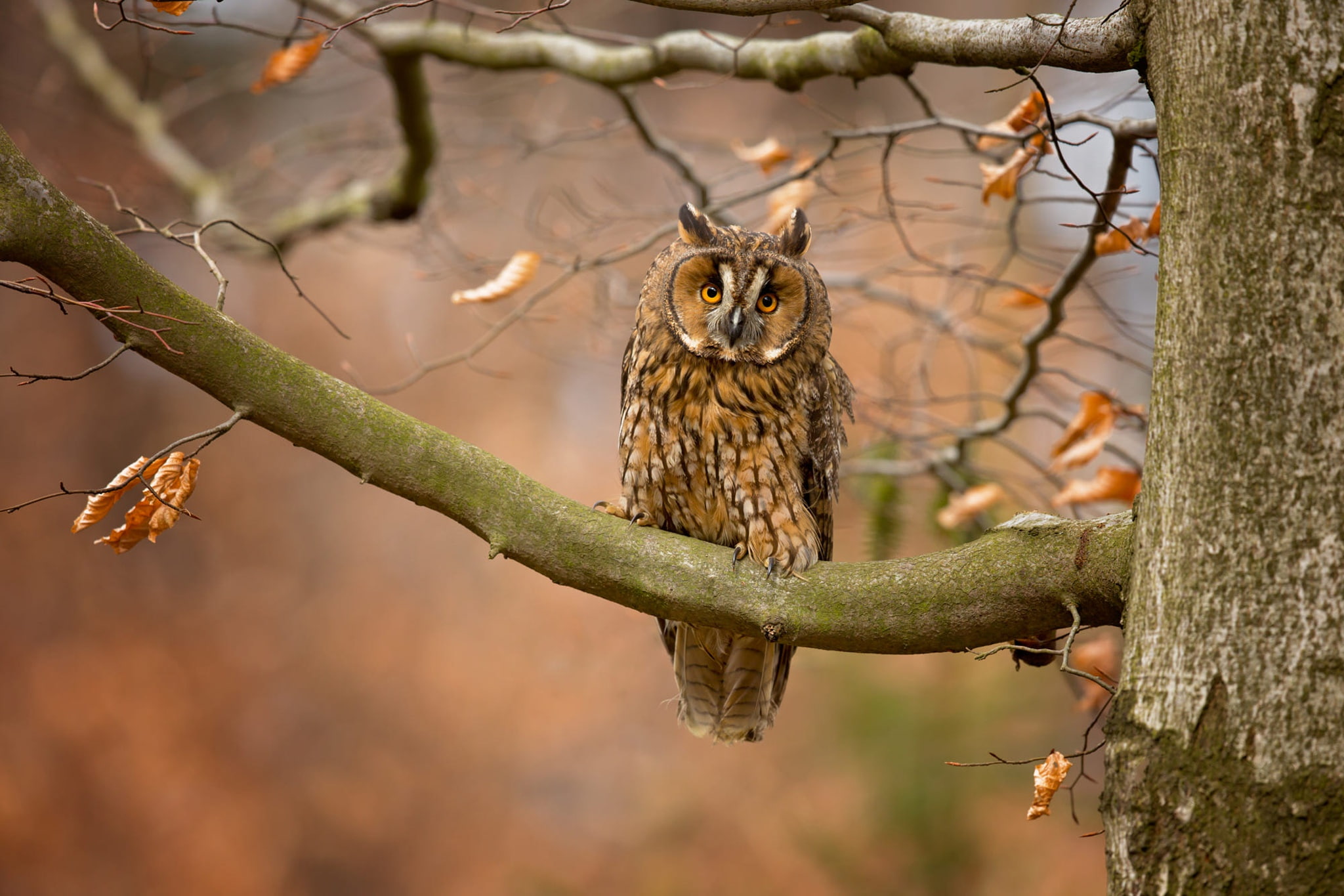 bird, branches, look, autumn, leaves, 1080P, owl, tree, motley, nature, background, HD Wallpaper