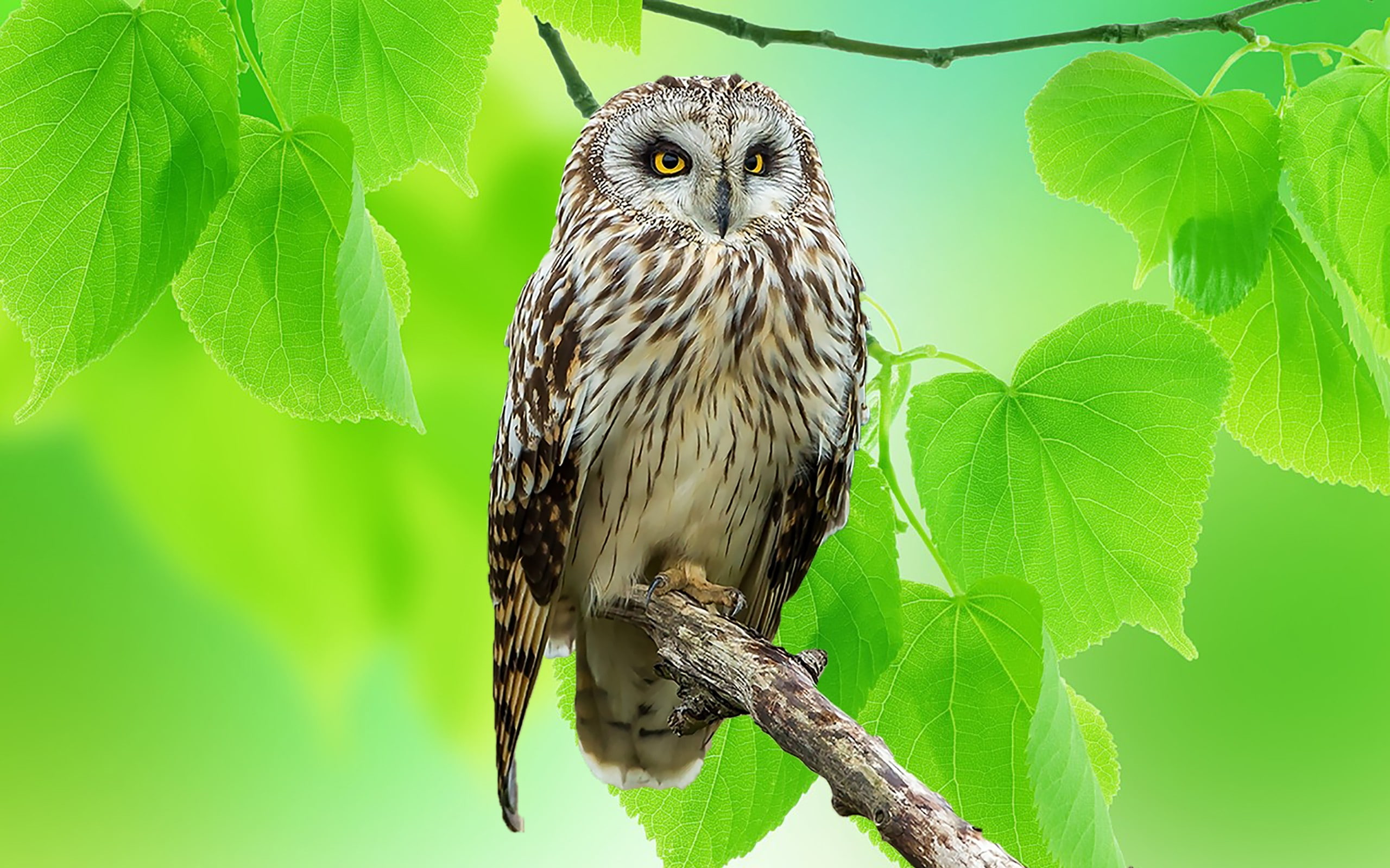 branch, black, leaves, Bird, Nature, 2K, amazing, owl, white, HD Wallpaper