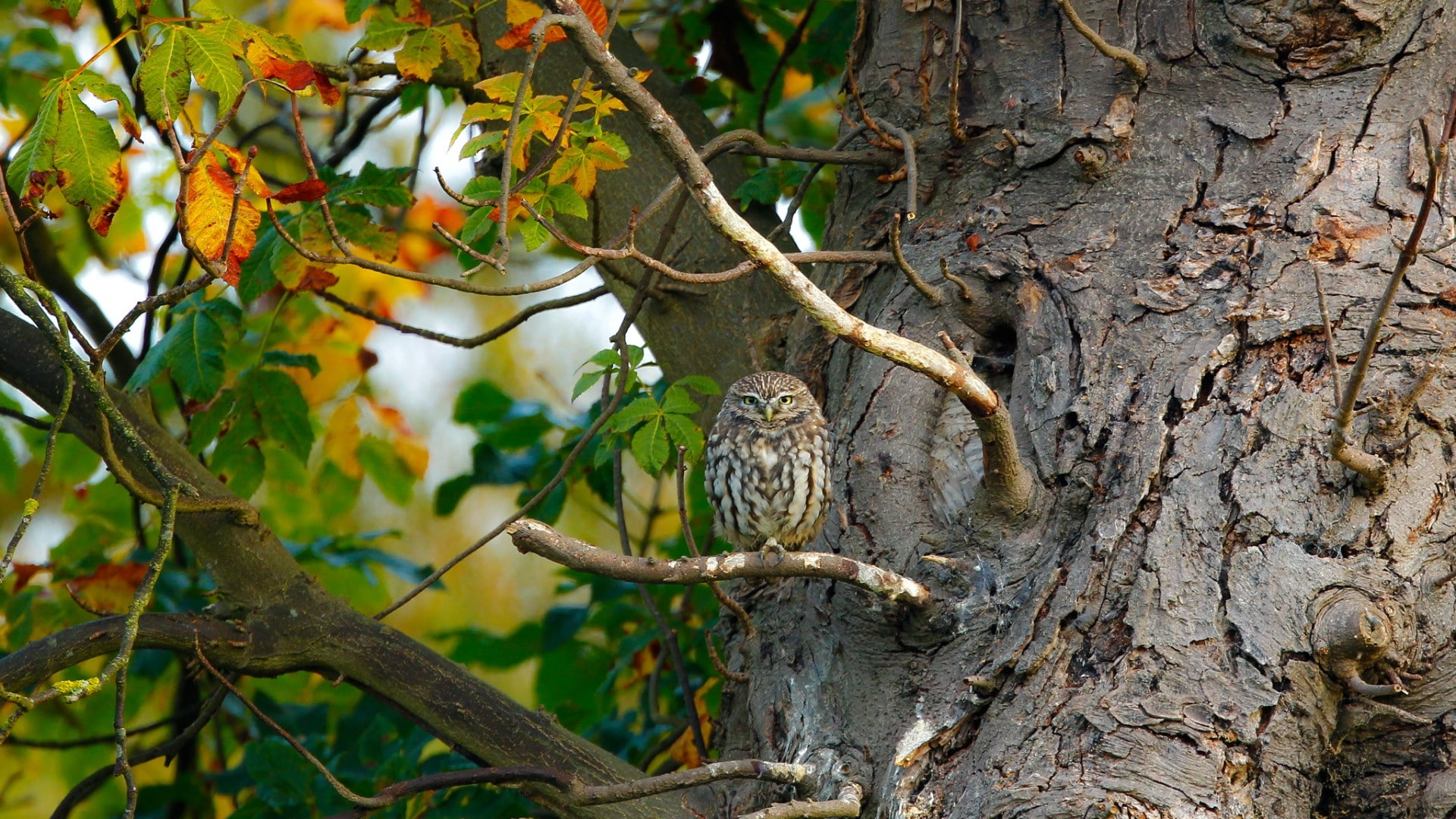 owl, sitting, 1080P, animals, branch, birds, trees, nature, leaves, HD Wallpaper