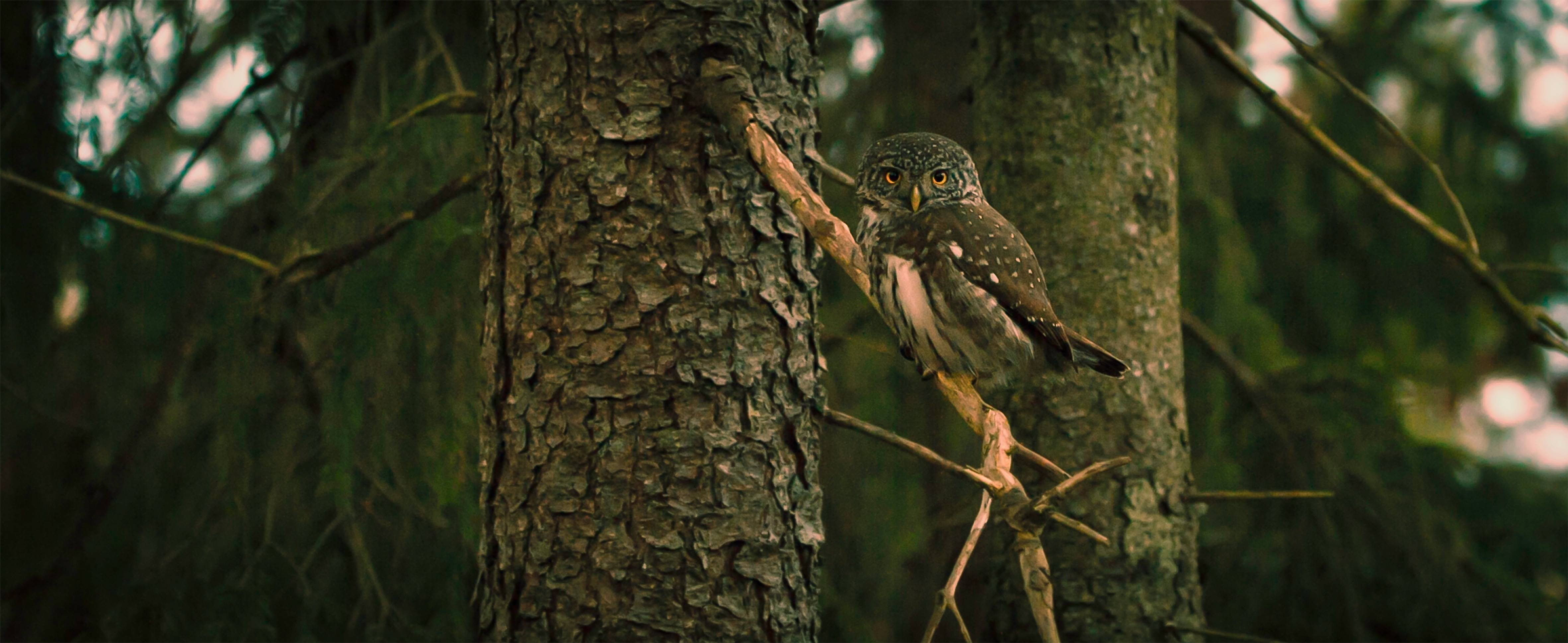 owl, branch, forest, bird, 4K, trees, wild, animal, nature, HD Wallpaper