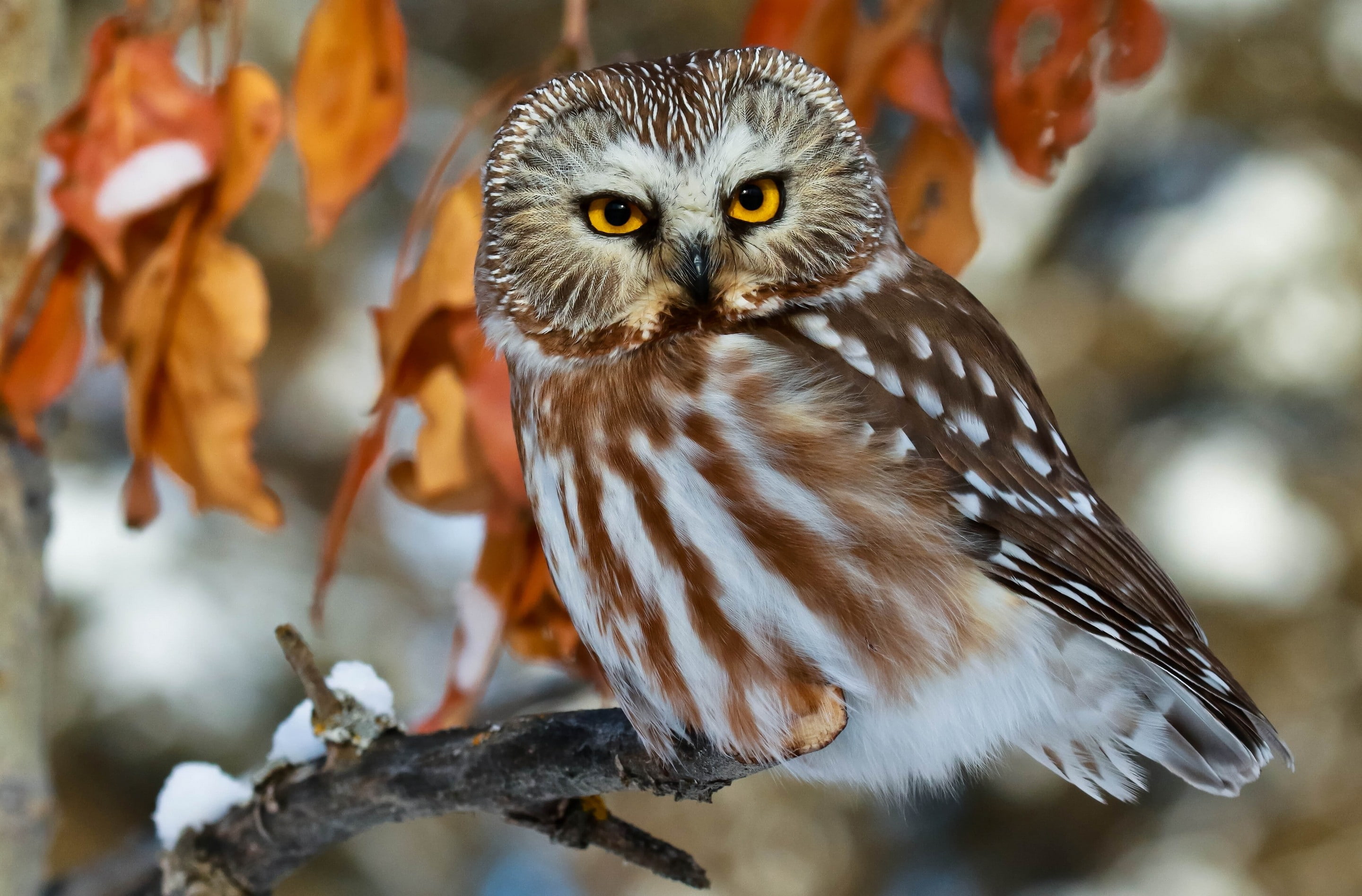 boreal, north, branch, The North American boreal owl, boreal owl, leaves, eyes, owl, american, bird, 2K, HD Wallpaper