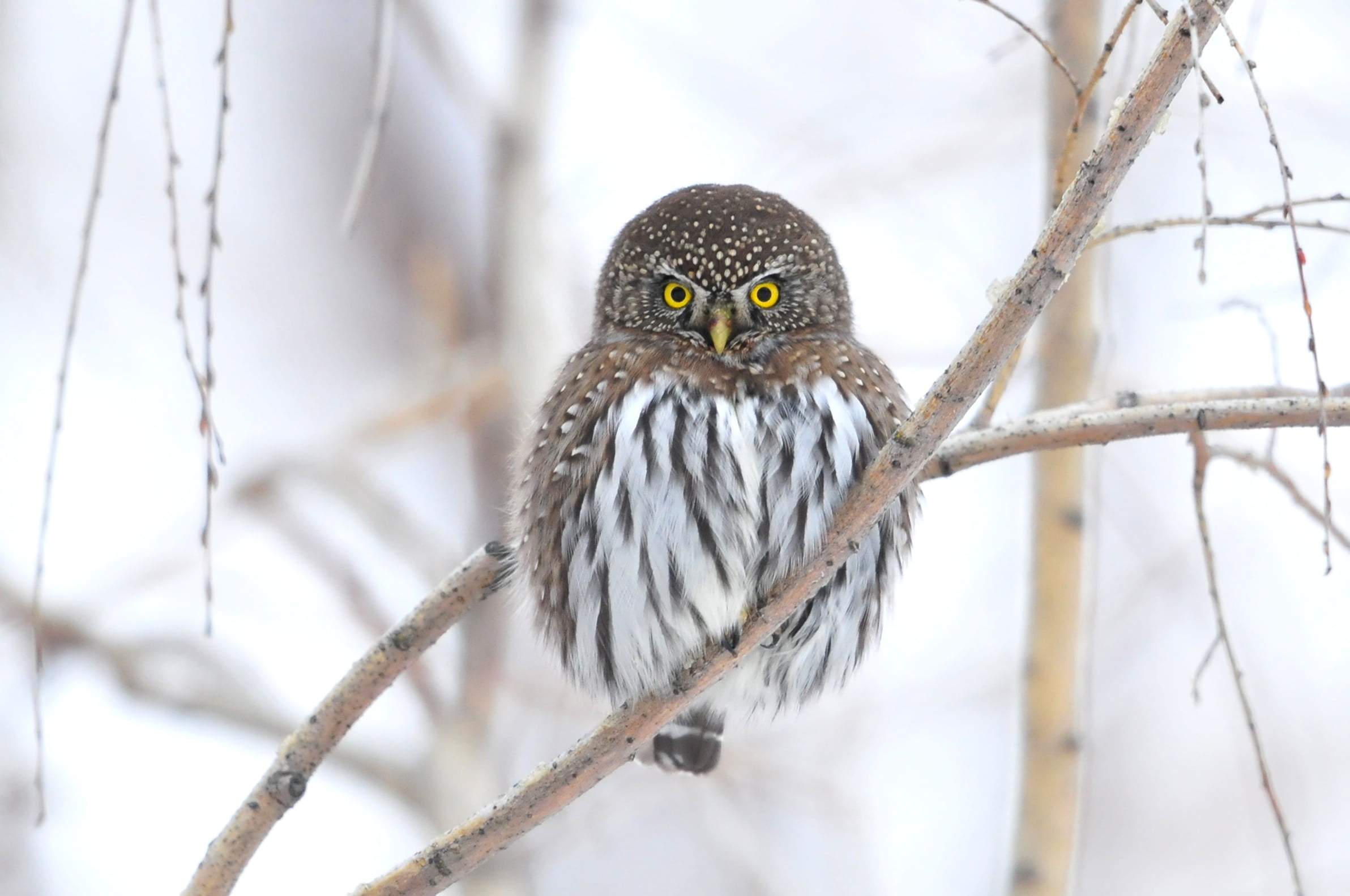 brown, animals Hunting, snow, cute, plant, close-up, animal Eye, winter, outdoors, animal Wing, animal wildlife, beak, one Animal, bird Watching, small, HD Wallpaper