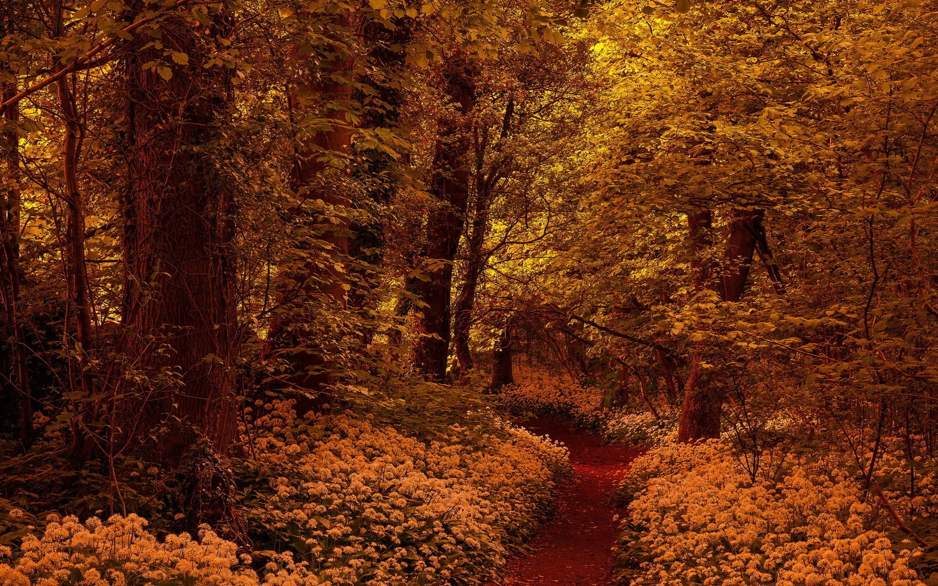 scenics - nature, nature, yellow, no People, land, scenics, autumn, brown, colors, autumn collection, sunlight, branch, vibrant Color, wood, landscape, HD Wallpaper