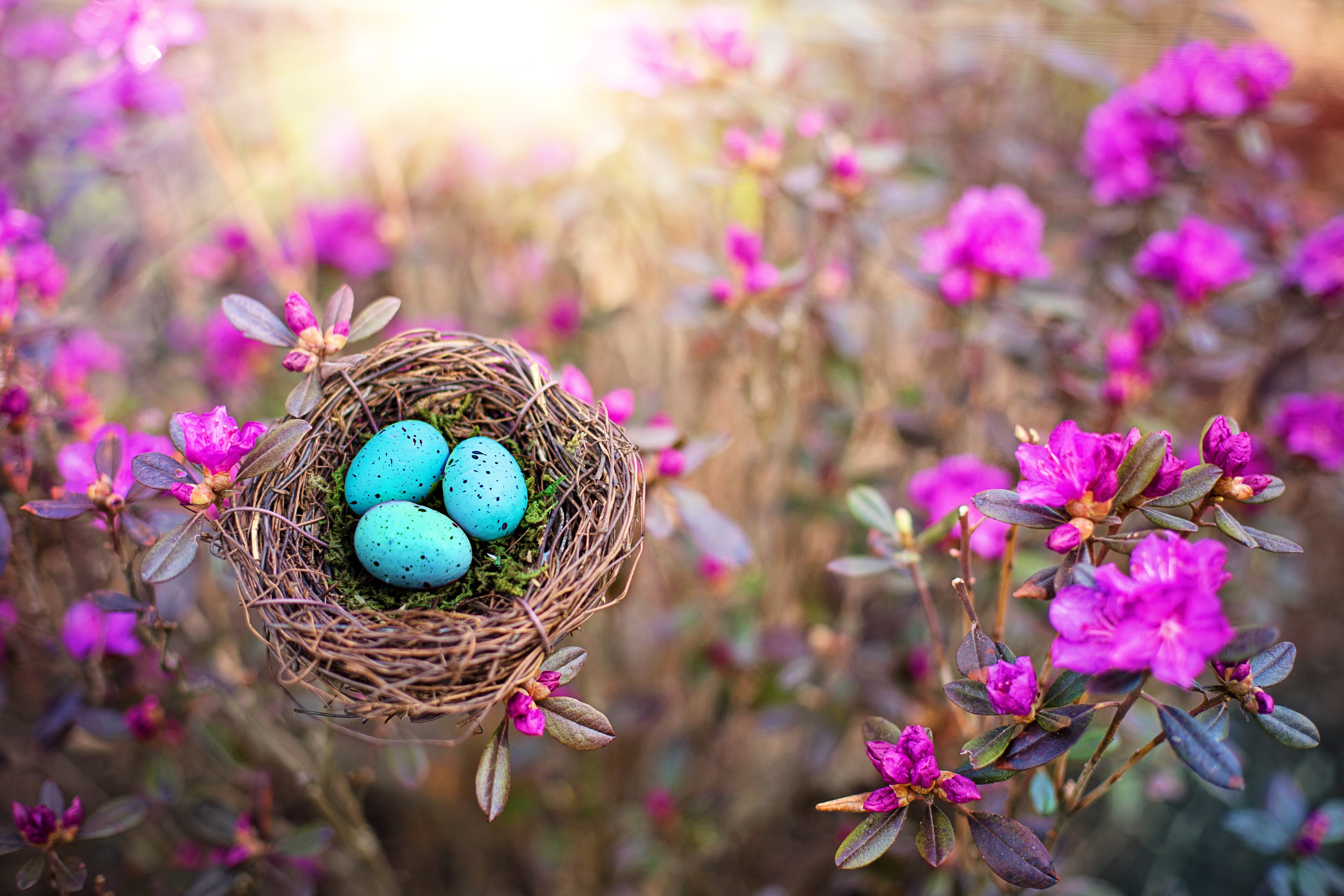celebration, beauty in nature, season, spring, 5K, eggs, easter egg, egg, close-up, flowering plant, easter, no people, flower, plant, fragility, birds nest, HD Wallpaper