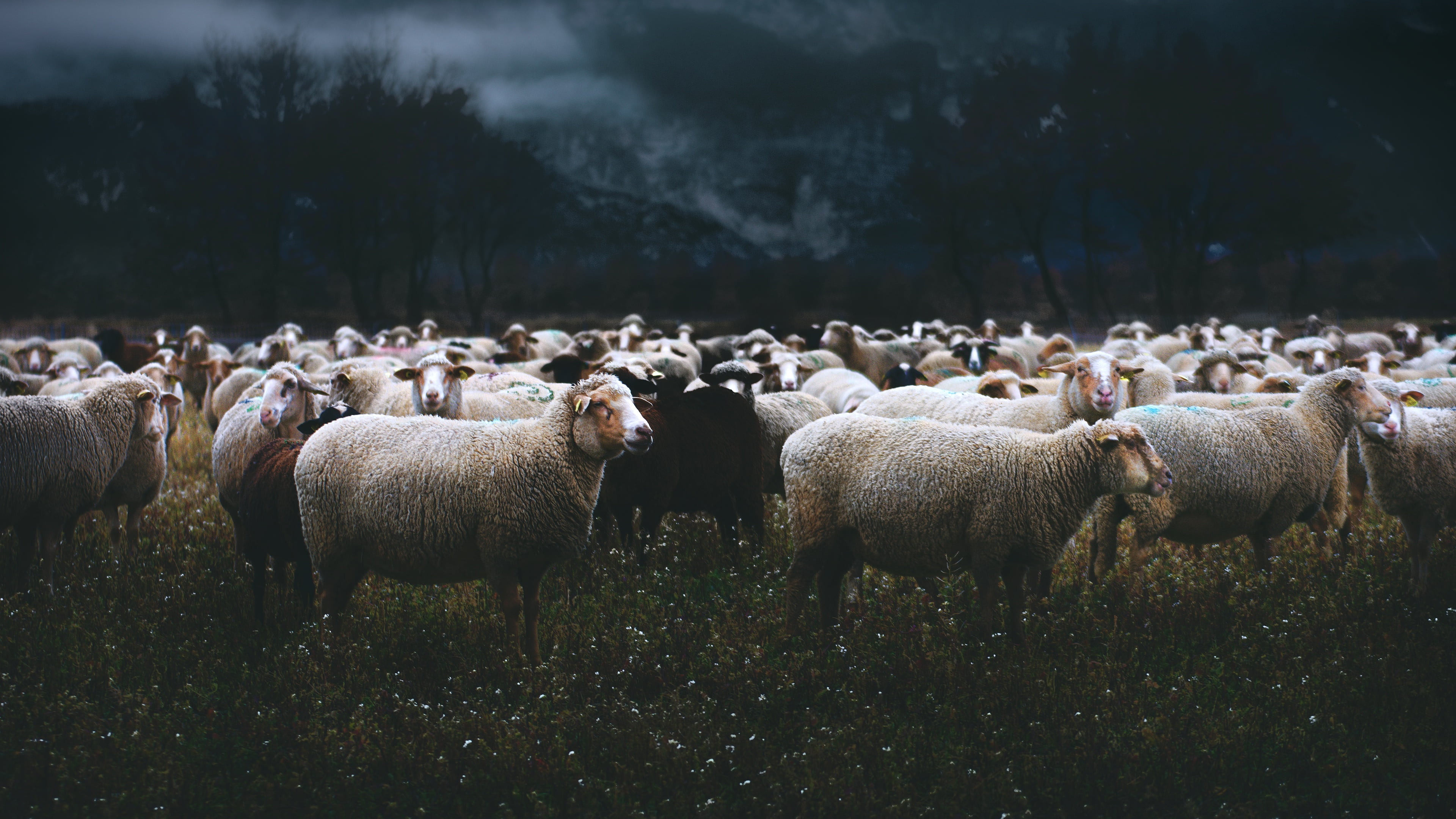 pasture, nature, the evening, the herd, summer, the dark background, twilight, gloomy, sheep, flock, meadow, fog, a flock of sheep, 4K, mountains, a lot, HD Wallpaper