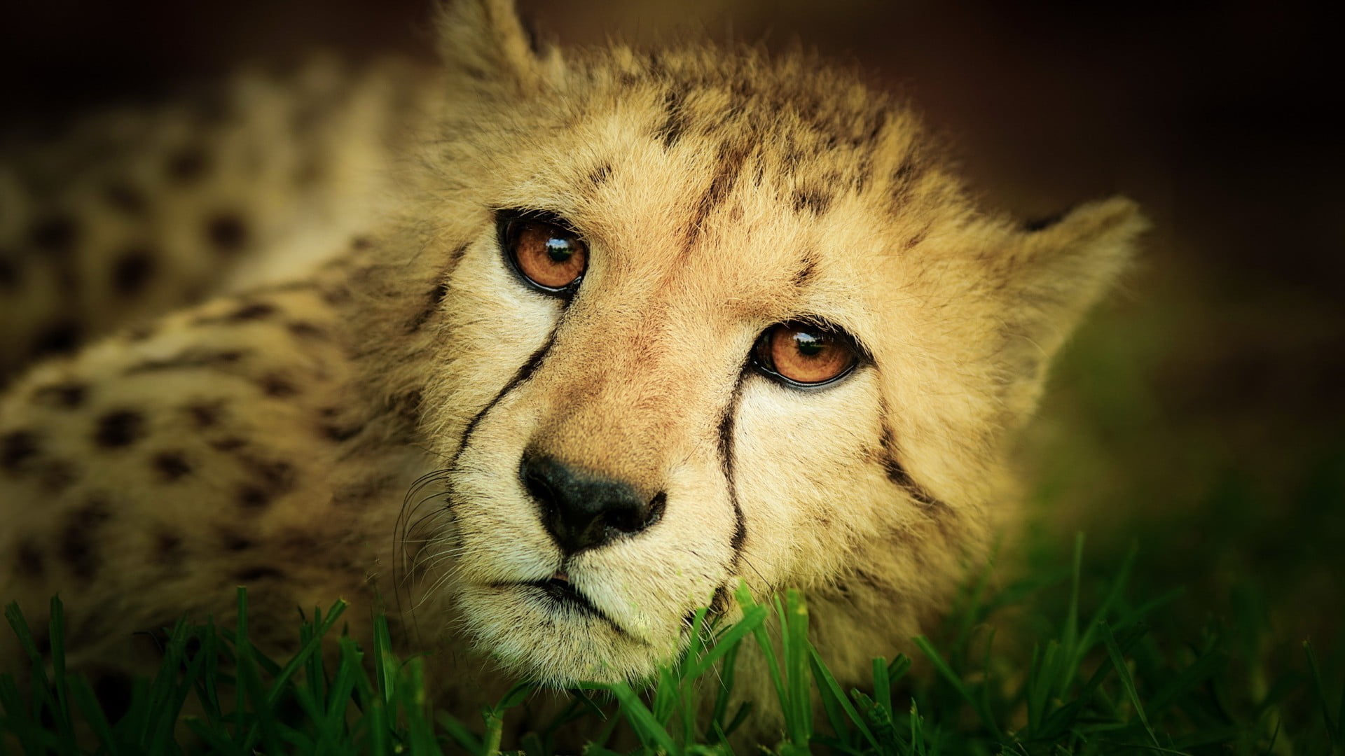 close-up, animal eye, vignette, one animal, portrait, big cat, plant, no people, 1080P, brown, animal body part, vertebrate, animal head, animals, mammal, HD Wallpaper