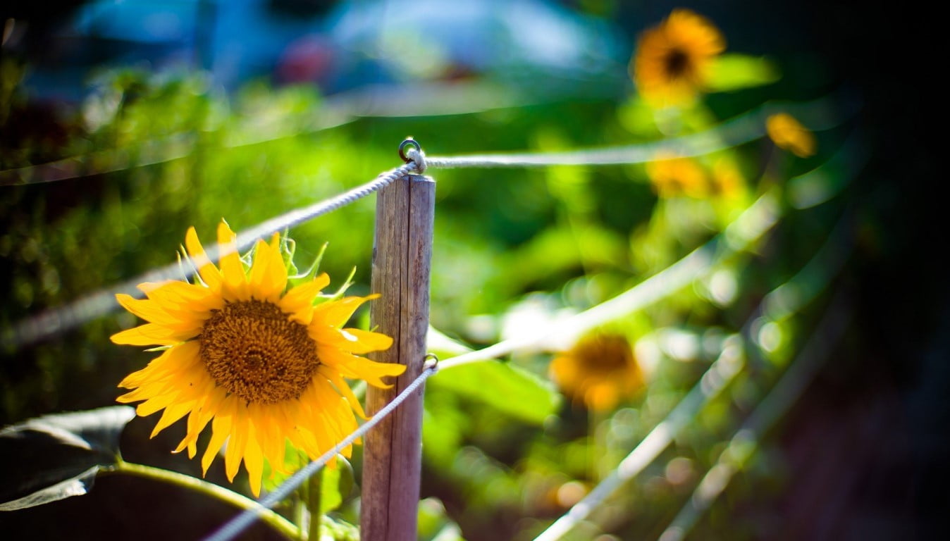 pollen, freshness, plant, sunflower, plant stem, yellow, 720P, beauty in nature, outdoors, fence, flower, vulnerability, growth, vignette, close-up, nature, HD Wallpaper