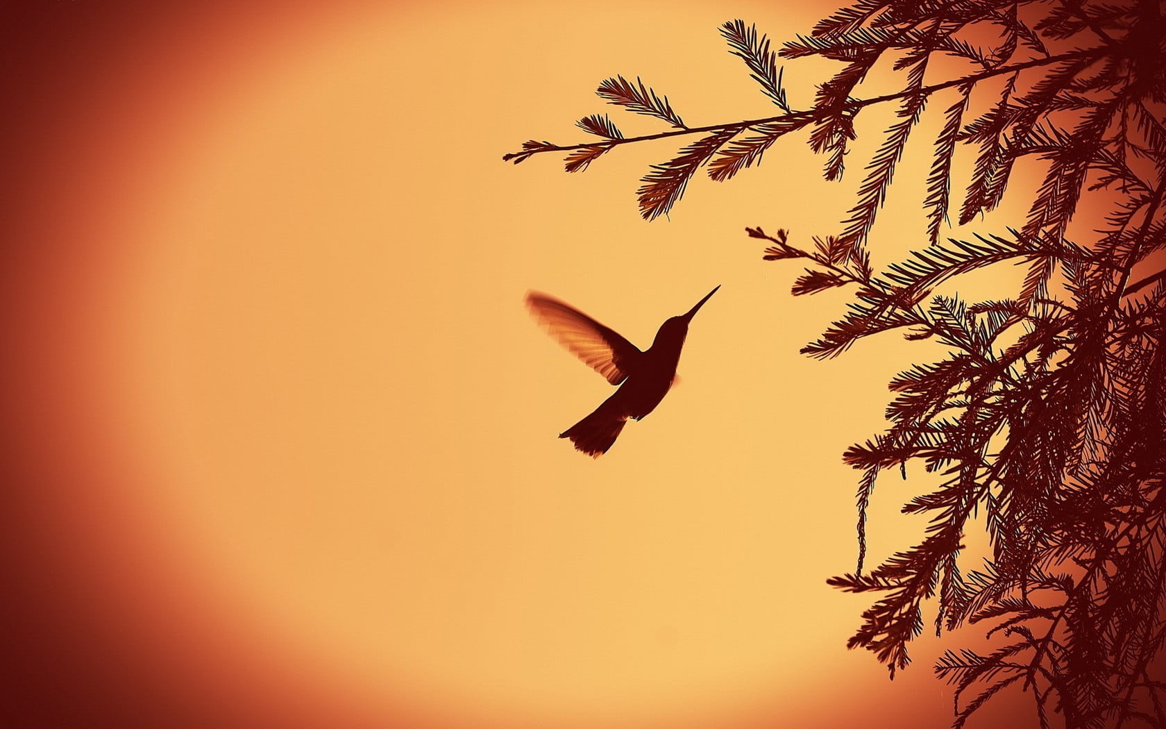 flying, mid-air, animal themes, plant part, orange color, growth, vignette, vertebrate, bird, sunset, outdoors, 720P, animals, beauty in nature, sky, animal, HD Wallpaper