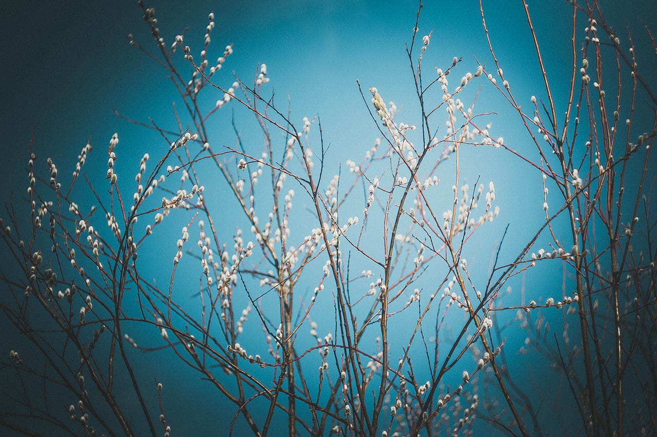 flowers, no people, 720P, plants, day, tranquility, vignette, flowering plant, winter, plant, sky, tree, clear sky, outdoors, branch, close-up, nature, HD Wallpaper