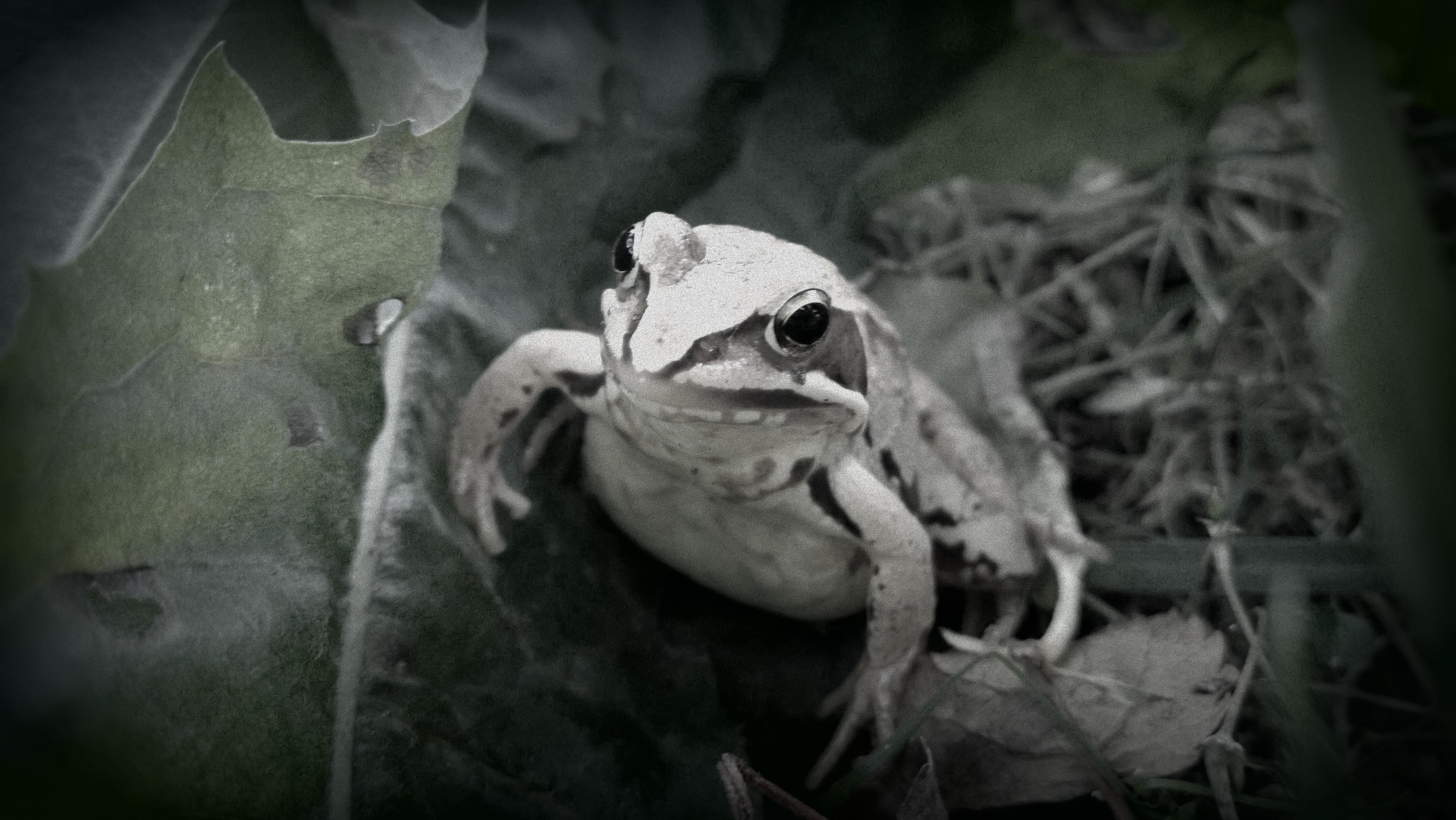 vignette, outdoors, amphibian, frog, 2K, close-up, focus on foreground, animals in the wild, animal, high angle view, day, vertebrate, no people, plant, HD Wallpaper