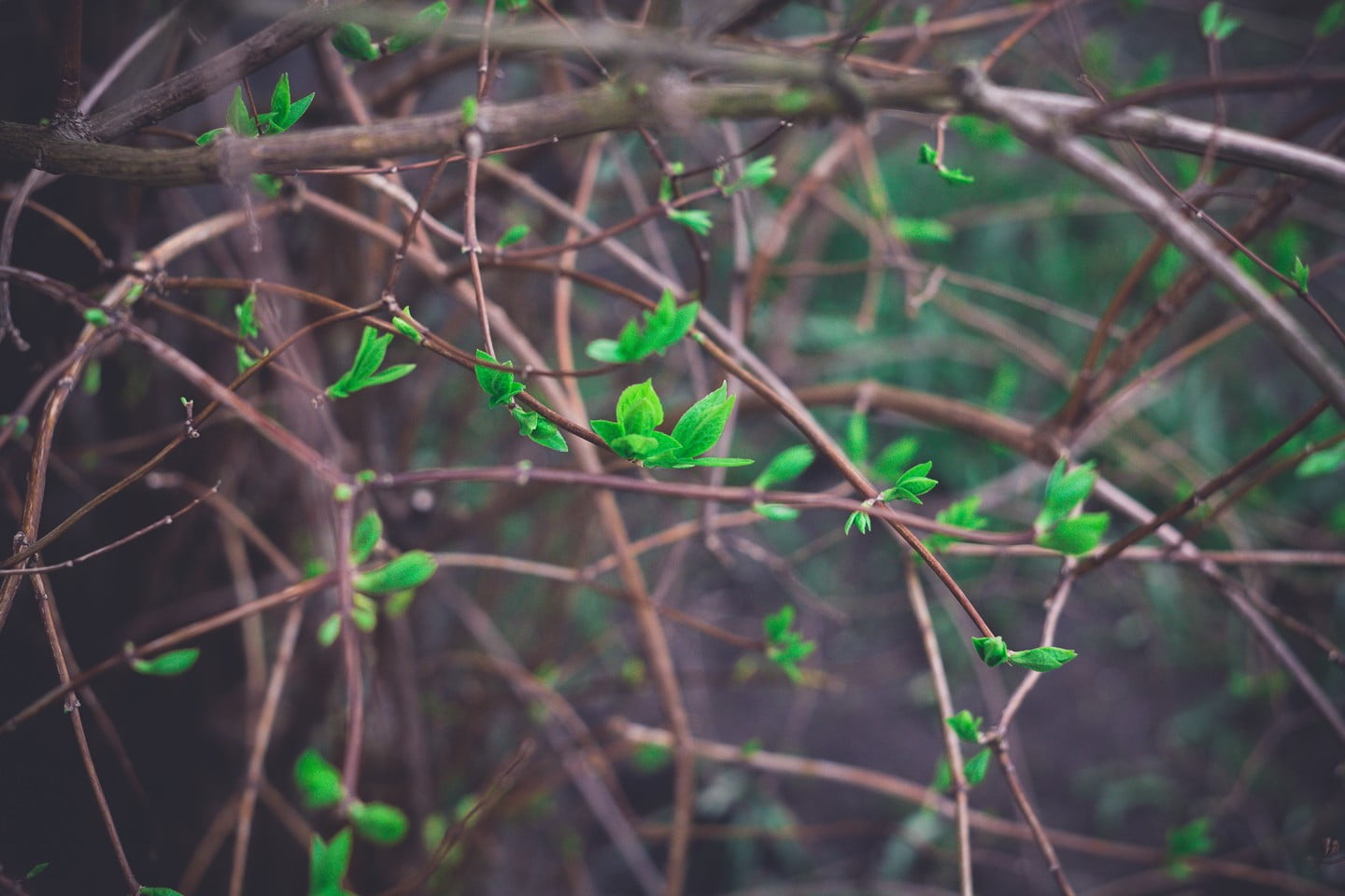 animal, day, Latvia, green, vertebrate, 720P, leaf, animal themes, twigs, one animal, focus on foreground, tree, vignette, plants, plant, no people, nature, HD Wallpaper
